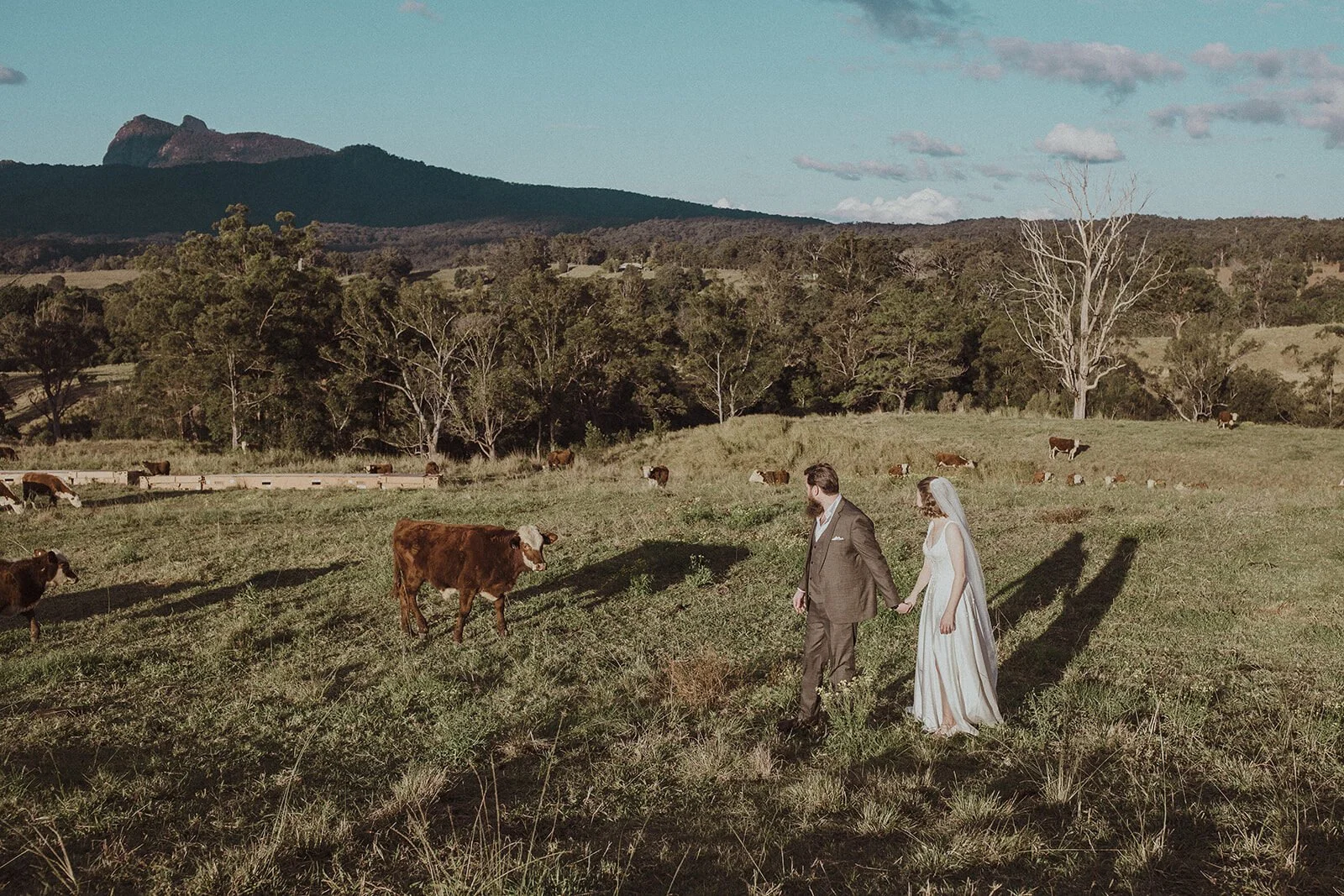 Couple walking through cattle in the paddock, Sam and Tom's elopement at Highfield Farm, Northern Rivers