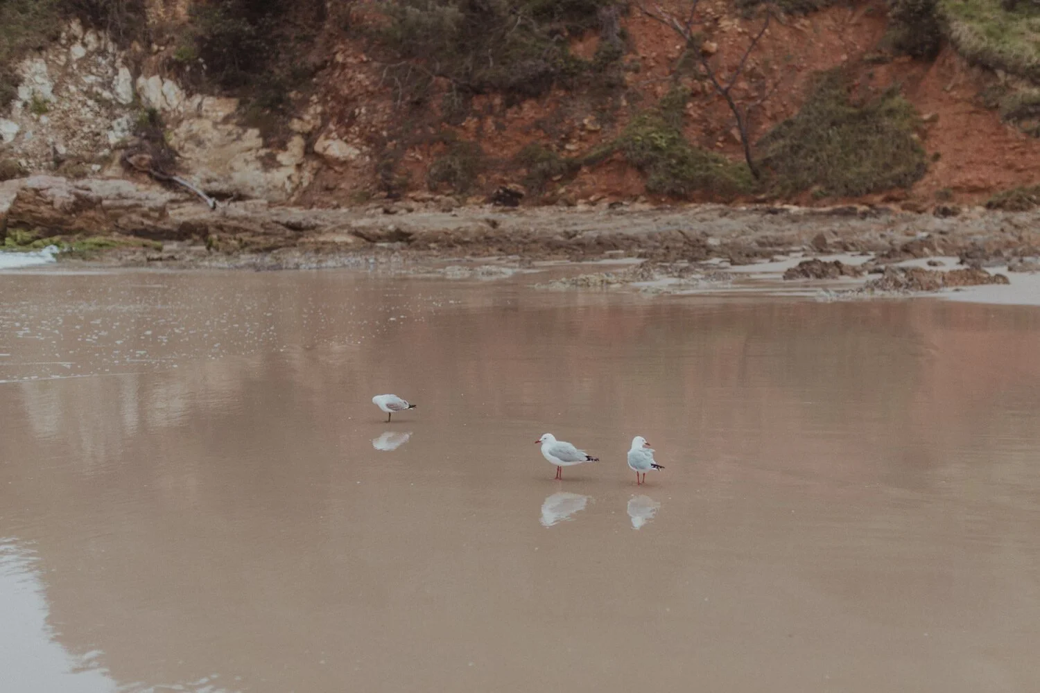 Seagulls in a shallow pool on the beach, Yoanne and Elisa's rainy elopement at Broken Head, Byron Bay
