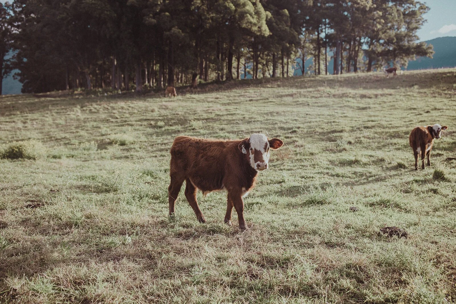 Young calf in the paddock, Sam and Tom's elopement at Highfield Farm, Northern Rivers