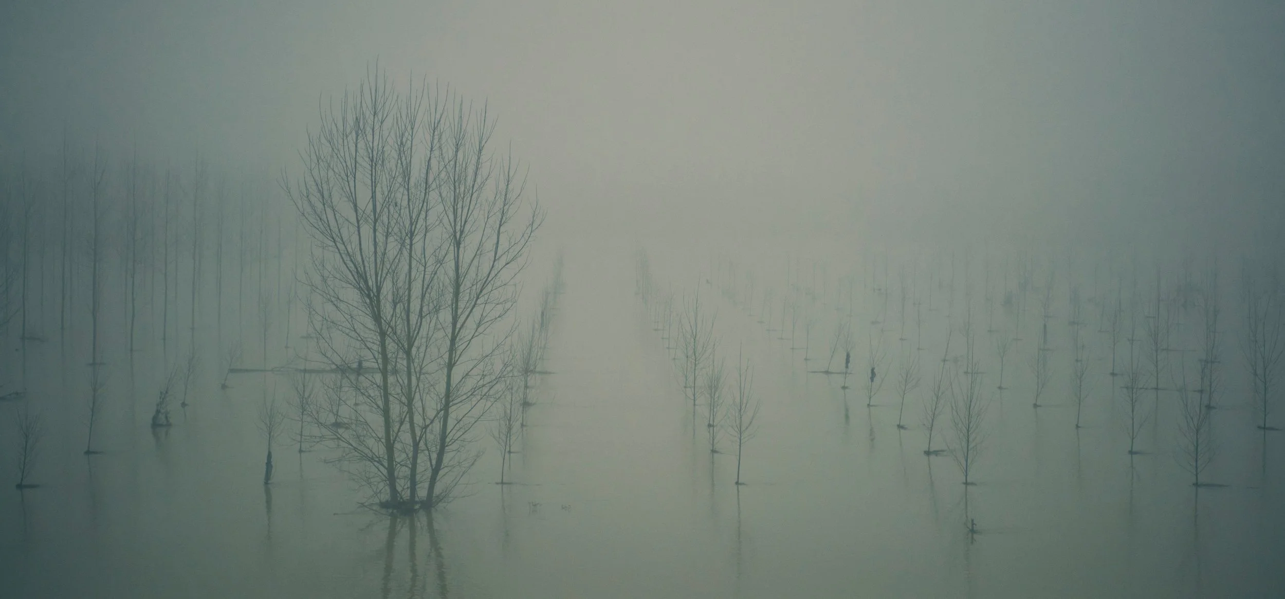 Un paysage brumeux avec de nombreux arbres dépourvus de feuilles, certains partiellement submergés dans l'eau.