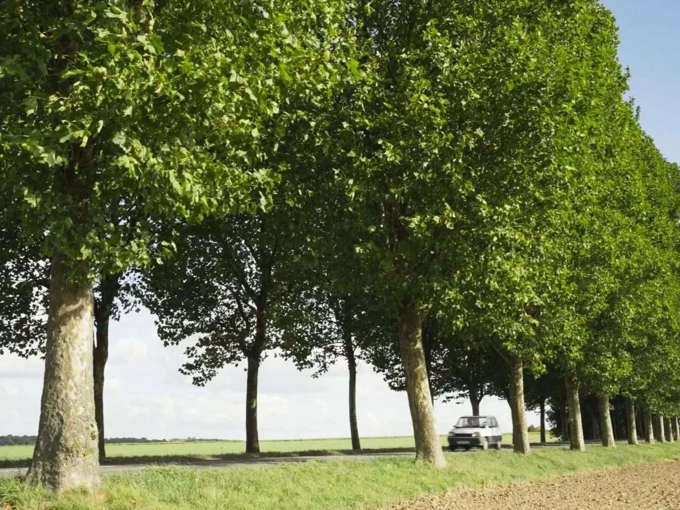 Ligne d'arbres avec feuillage vert le long d'une route rurale, avec une voiture en déplacement et un ciel partiellement nuageux.
