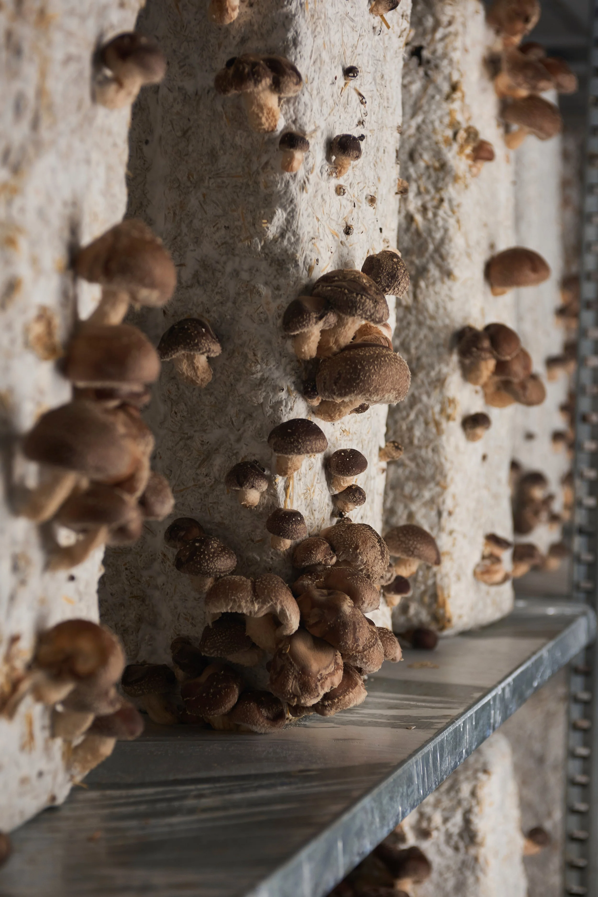 Champignons cultivés dans un environnement contrôlé sur des bandelettes en plastique.