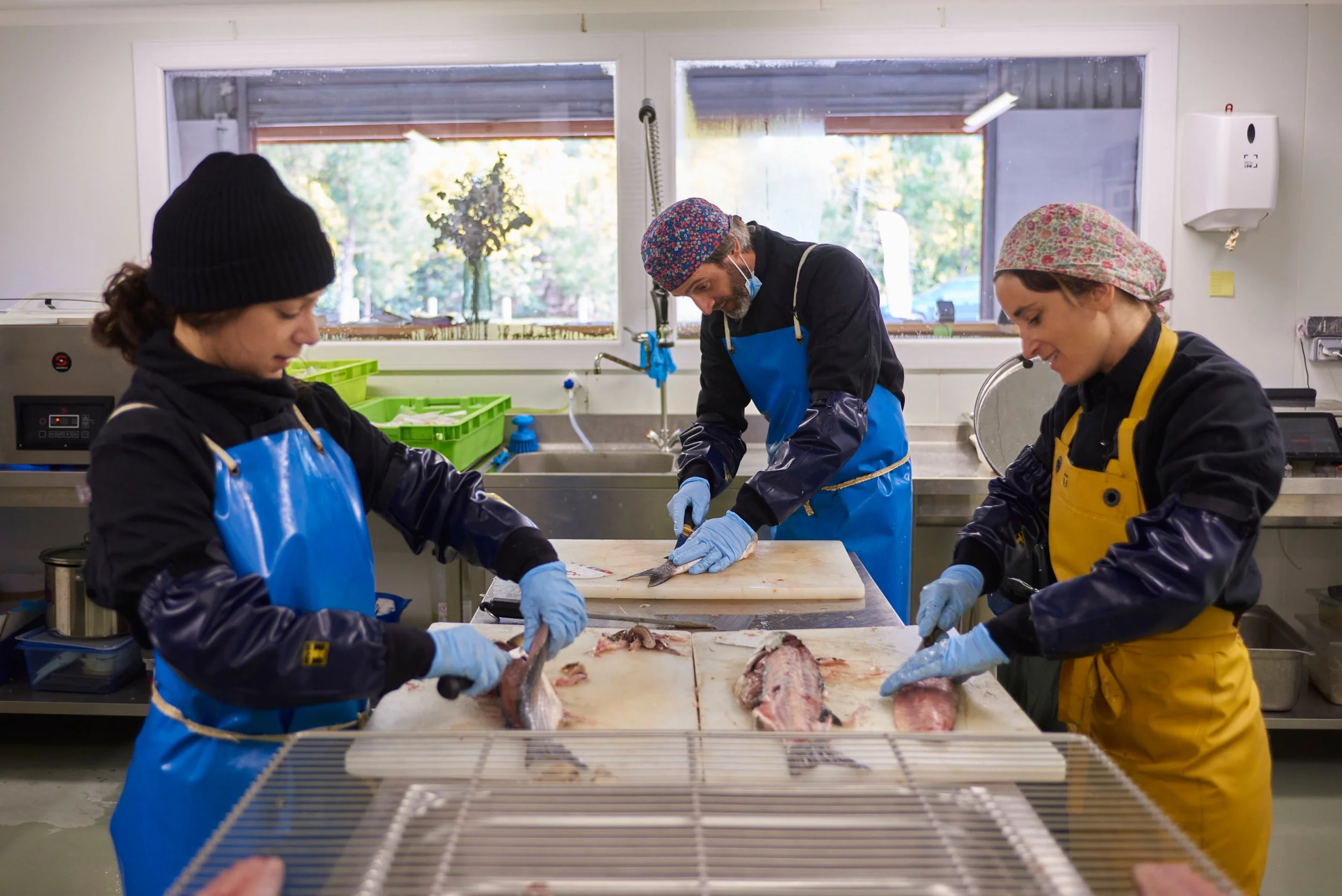 Trois personnes habillées en vêtements de protection coupant du poisson dans une cuisine ou un atelier de transformation de poisson.