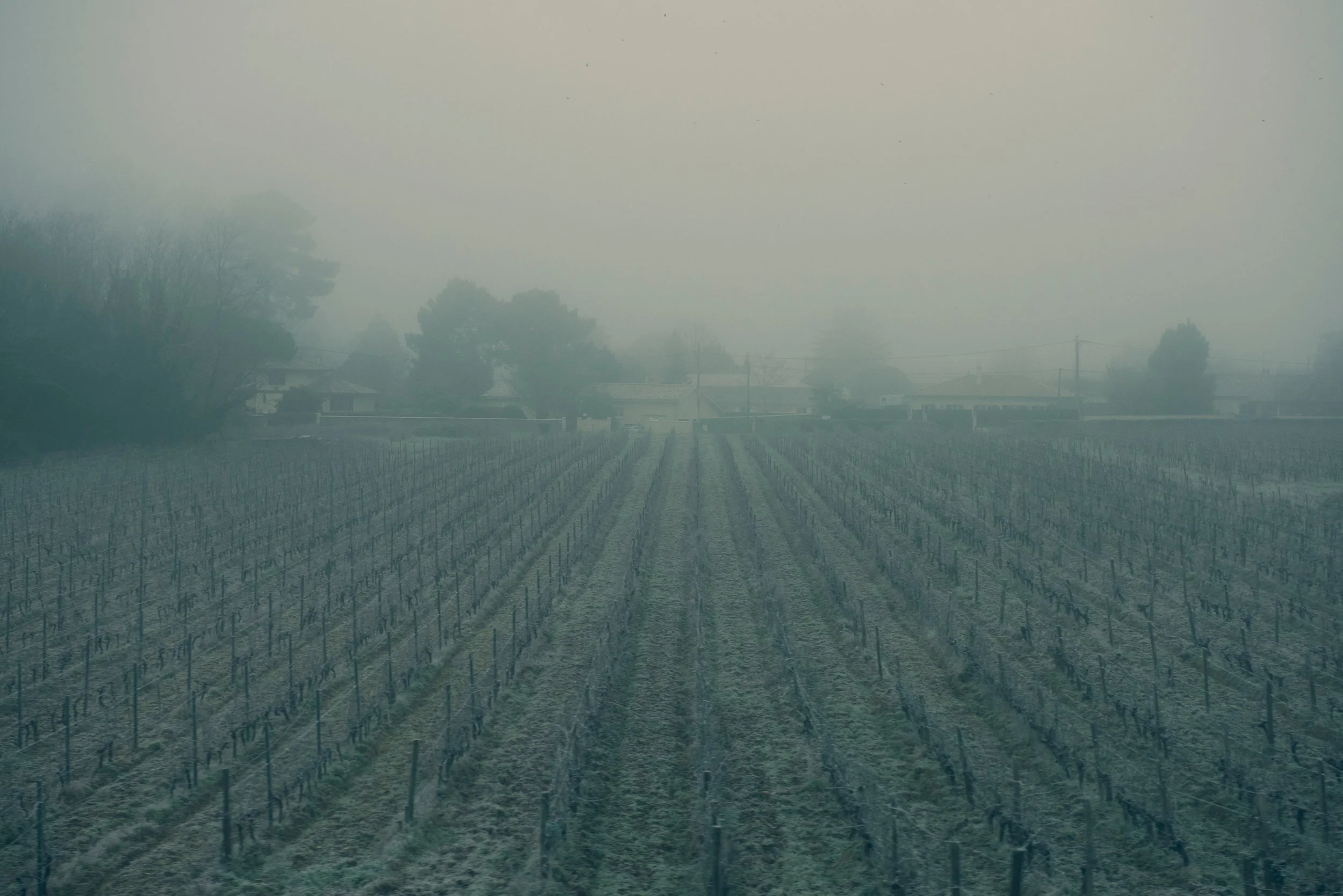 Vignoble sous un ciel brumeux avec des arbres et des maisons en arrière-plan.