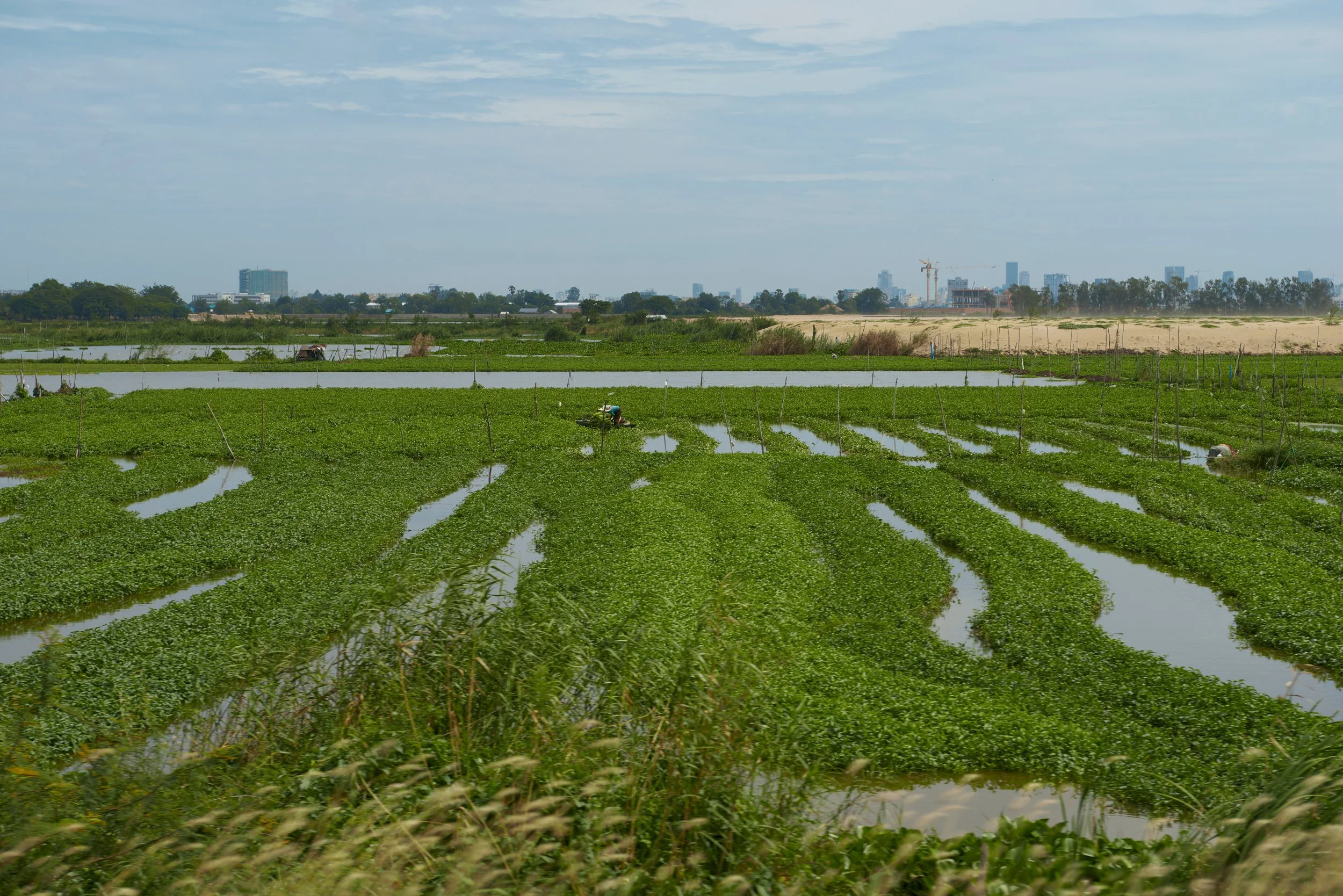 Champ d'eau avec des cultures agricoles, arrière-plan de bâtiments et de constructions en ville, ciel partiellement nuageux.