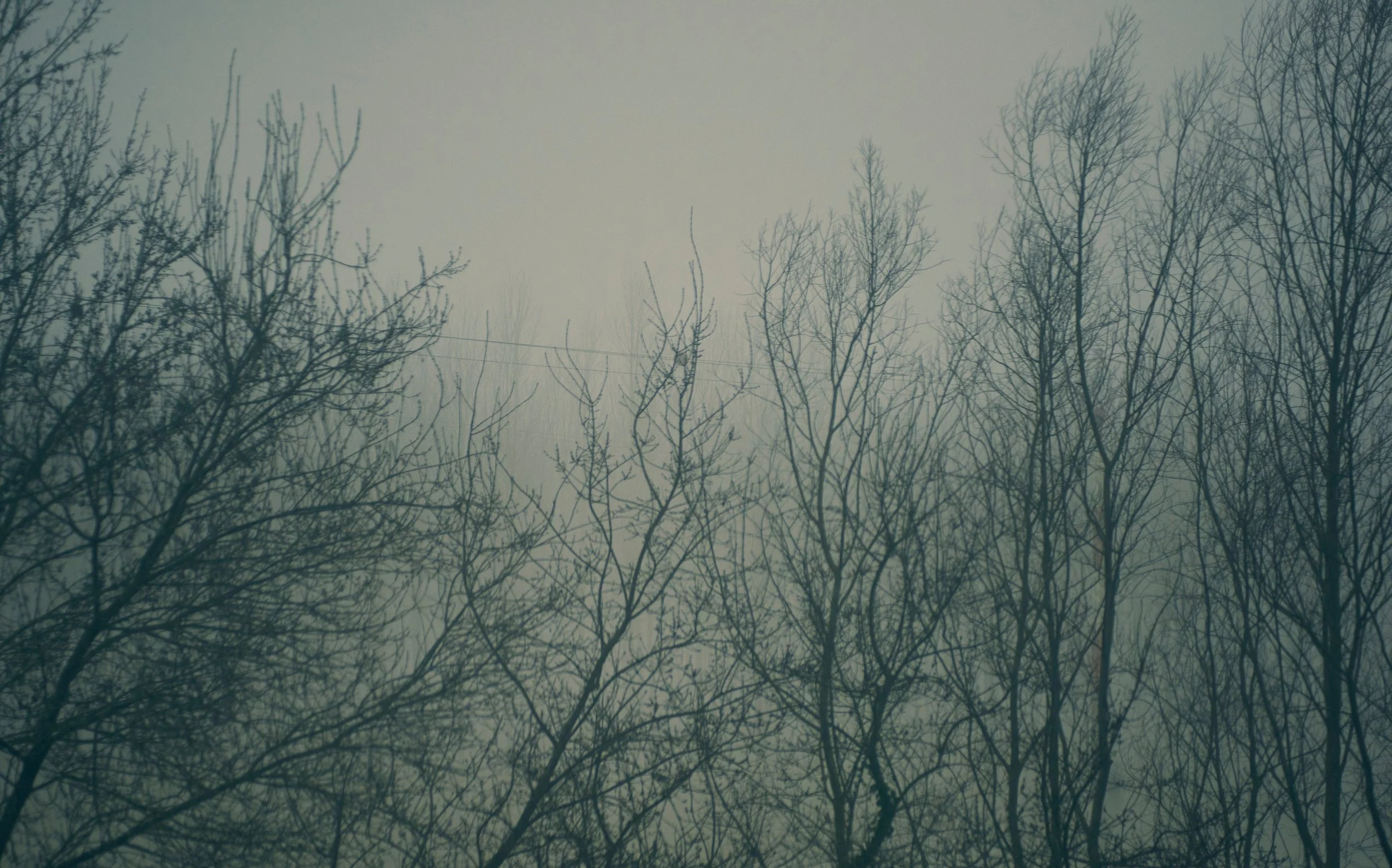 arbres nus sous un ciel gris brumeux