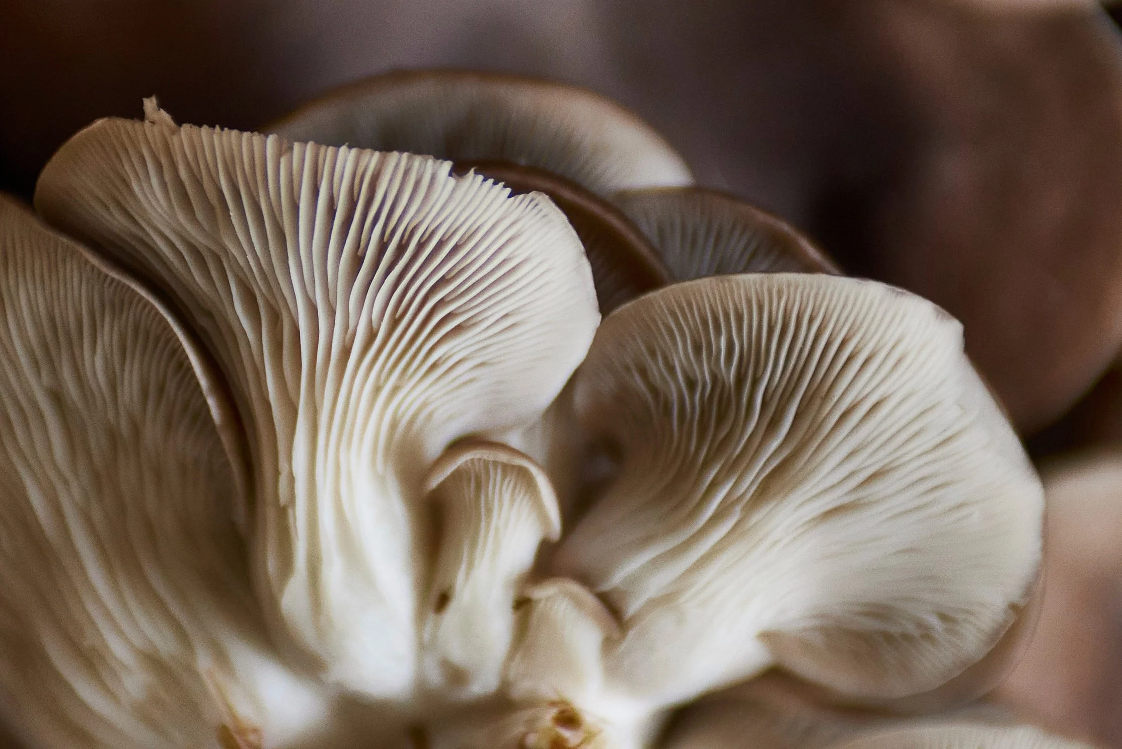 Close-up of the gills of a mushroom.