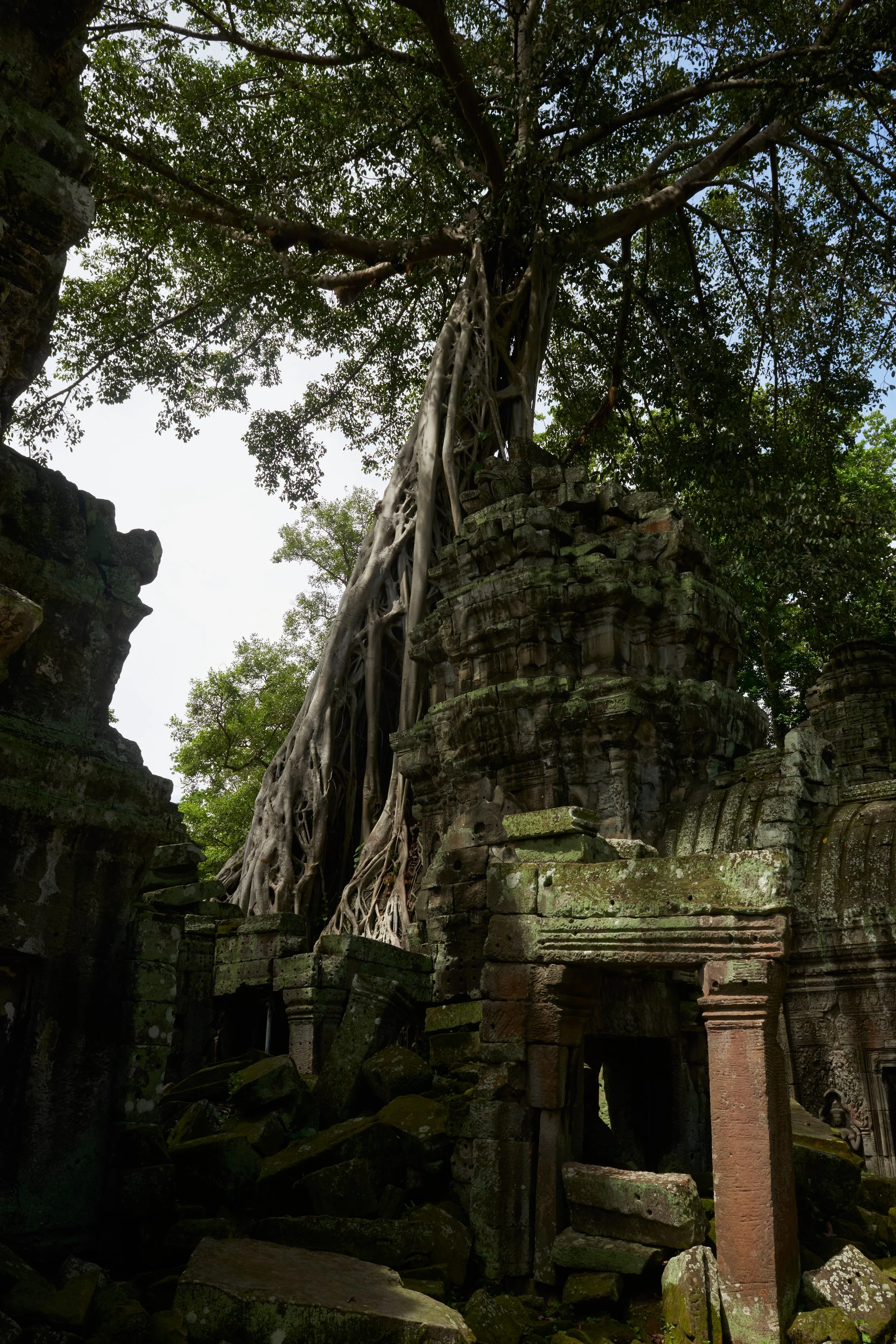 Les ruines anciennes d'un temple entouré d'arbres, avec des racines d'arbres qui poussent sur la structure en pierre, dans une forêt dense.