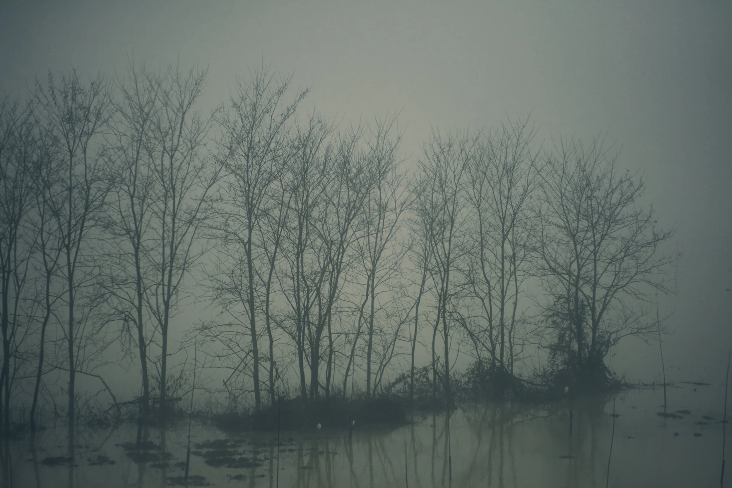 arbres nus le long d'un lac ou d'une rivière sous un ciel nuageux