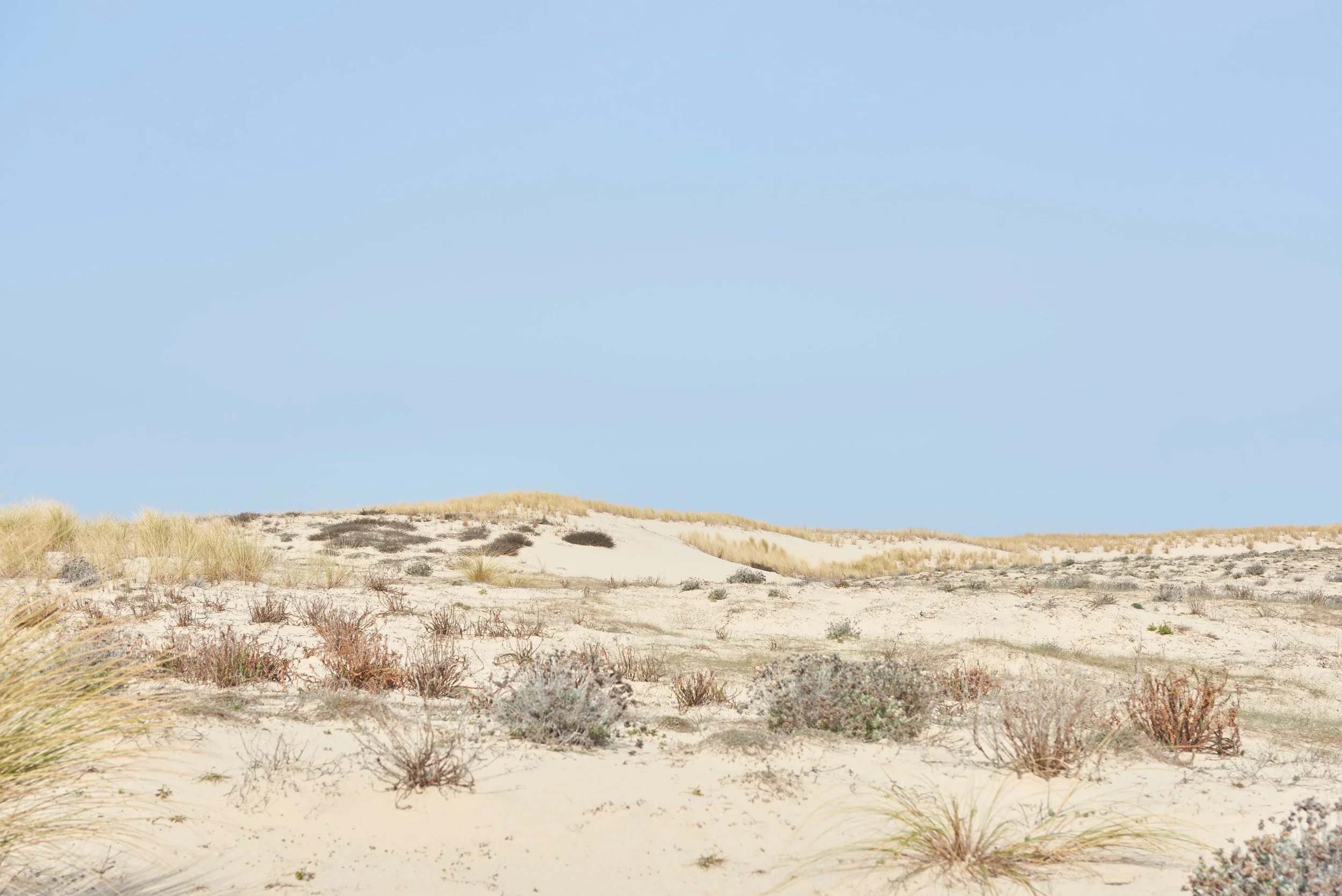 Paysage de dunes de sable avec de la végétation sèche sous un ciel bleu clair.