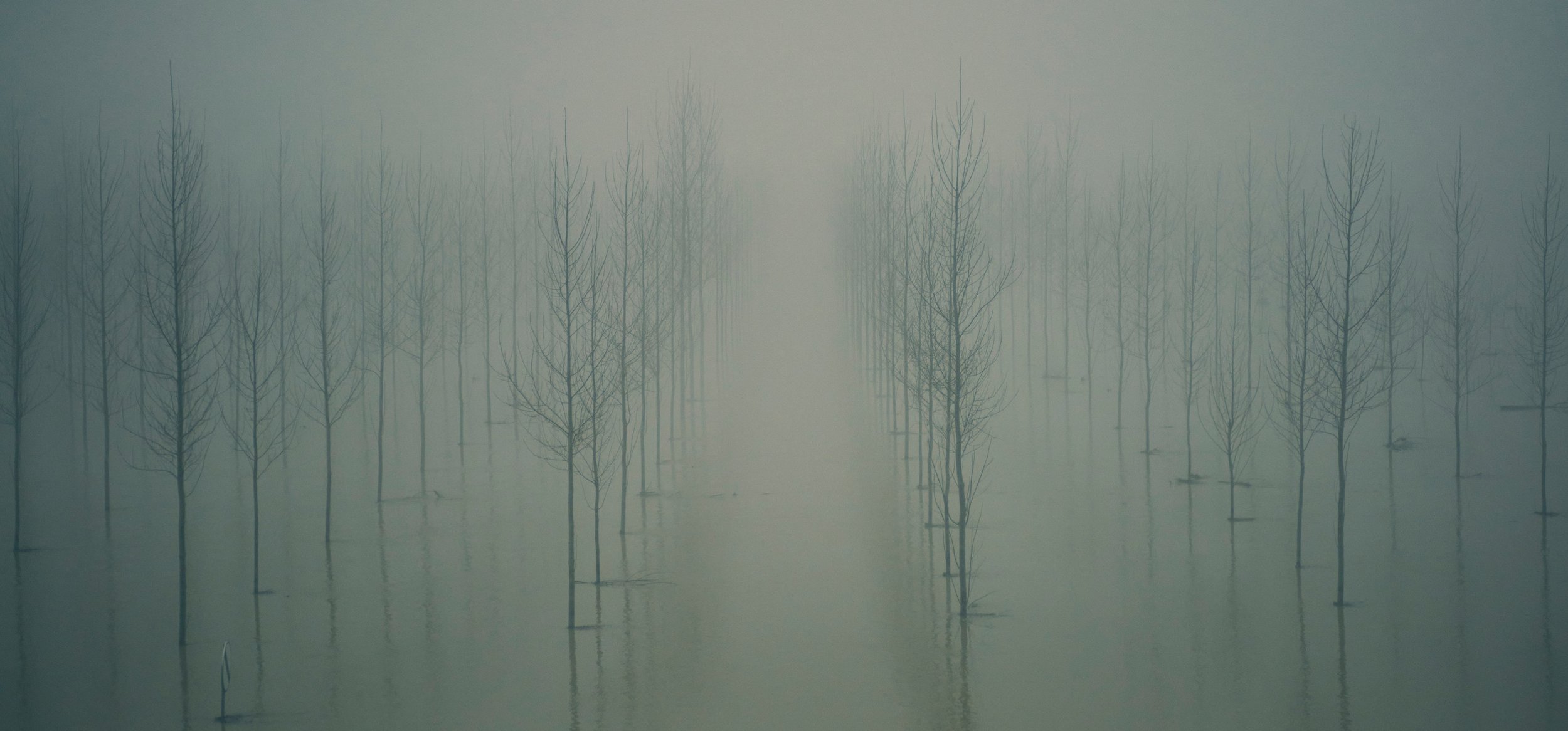 Une forêt mystérieuse avec des arbres sans feuilles dispersés dans un paysage brumeux, créant une atmosphère calme et énigmatique.