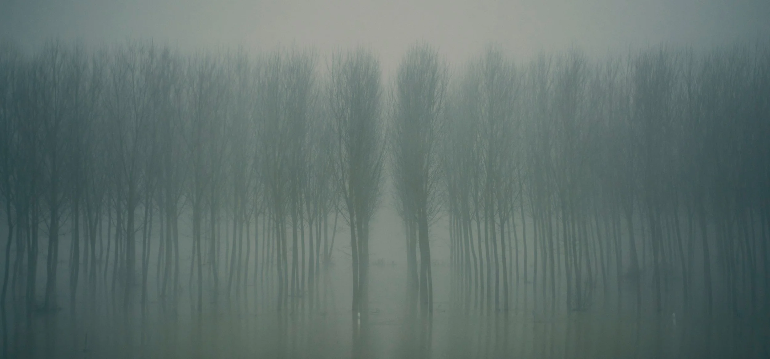 Une forêt de jeunes arbres dans une brume mystérieuse, avec des reflets dans l'eau calme en premier plan.