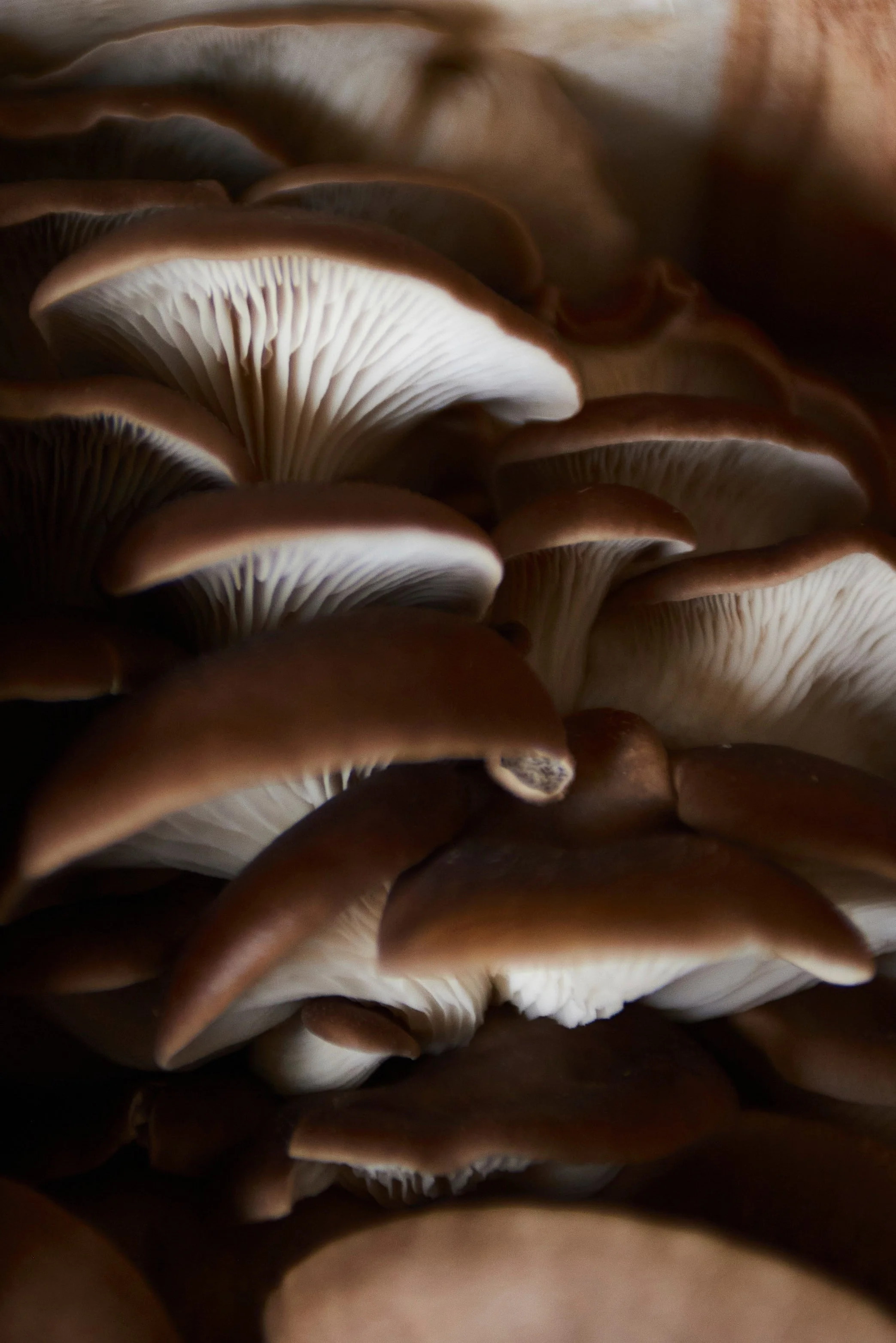Gros plan de plusieurs champignons bruns, vue de dessous montrant les lamelles blanches.