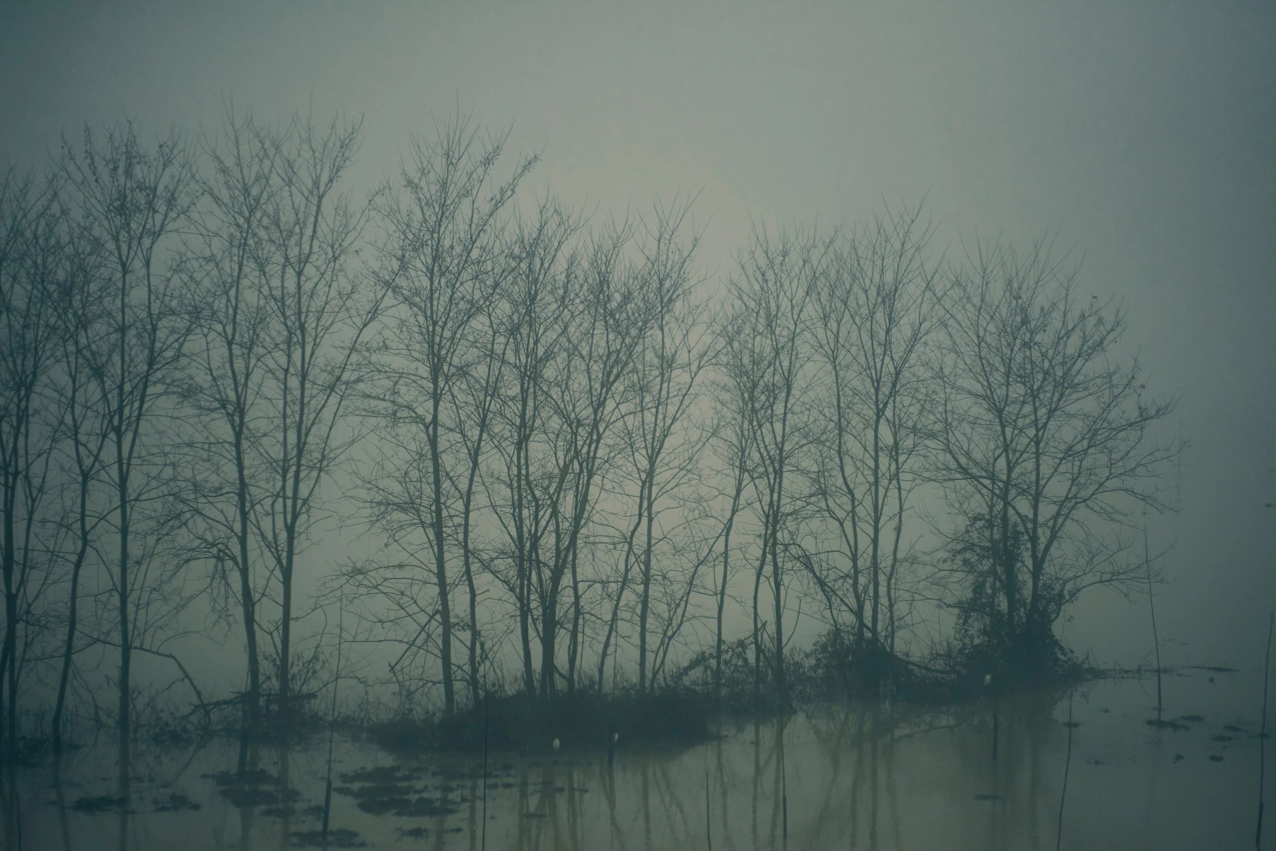 Lignes d'arbres dénudés contre un ciel gris brumeux, reflet dans l'eau calme.