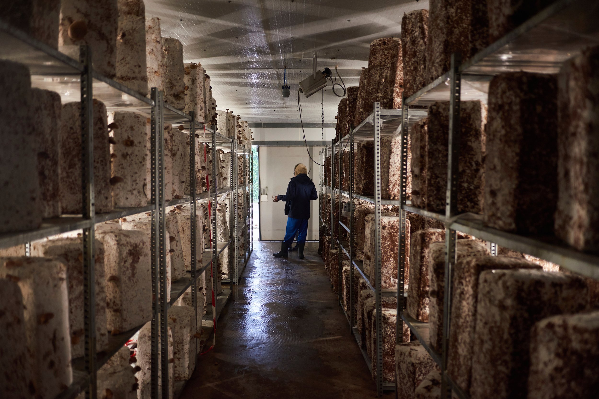 Rayonnage de blocs de fromage dans une cave ou une salle de stockage, avec une personne qui inspecte ou manipule le fromage.