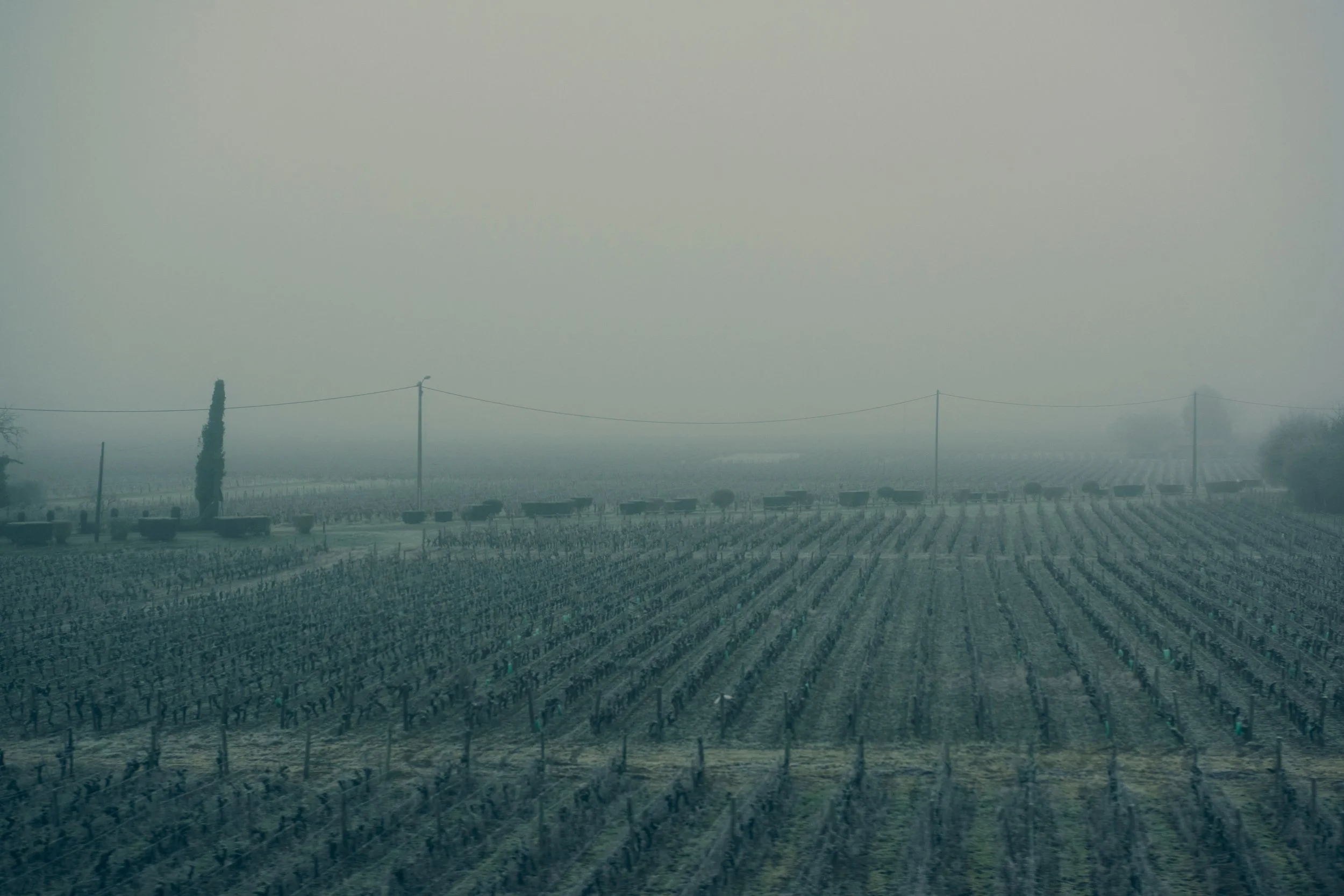 Vignoble sous un ciel brumeux avec un arbre isolé et des lignes électriques.