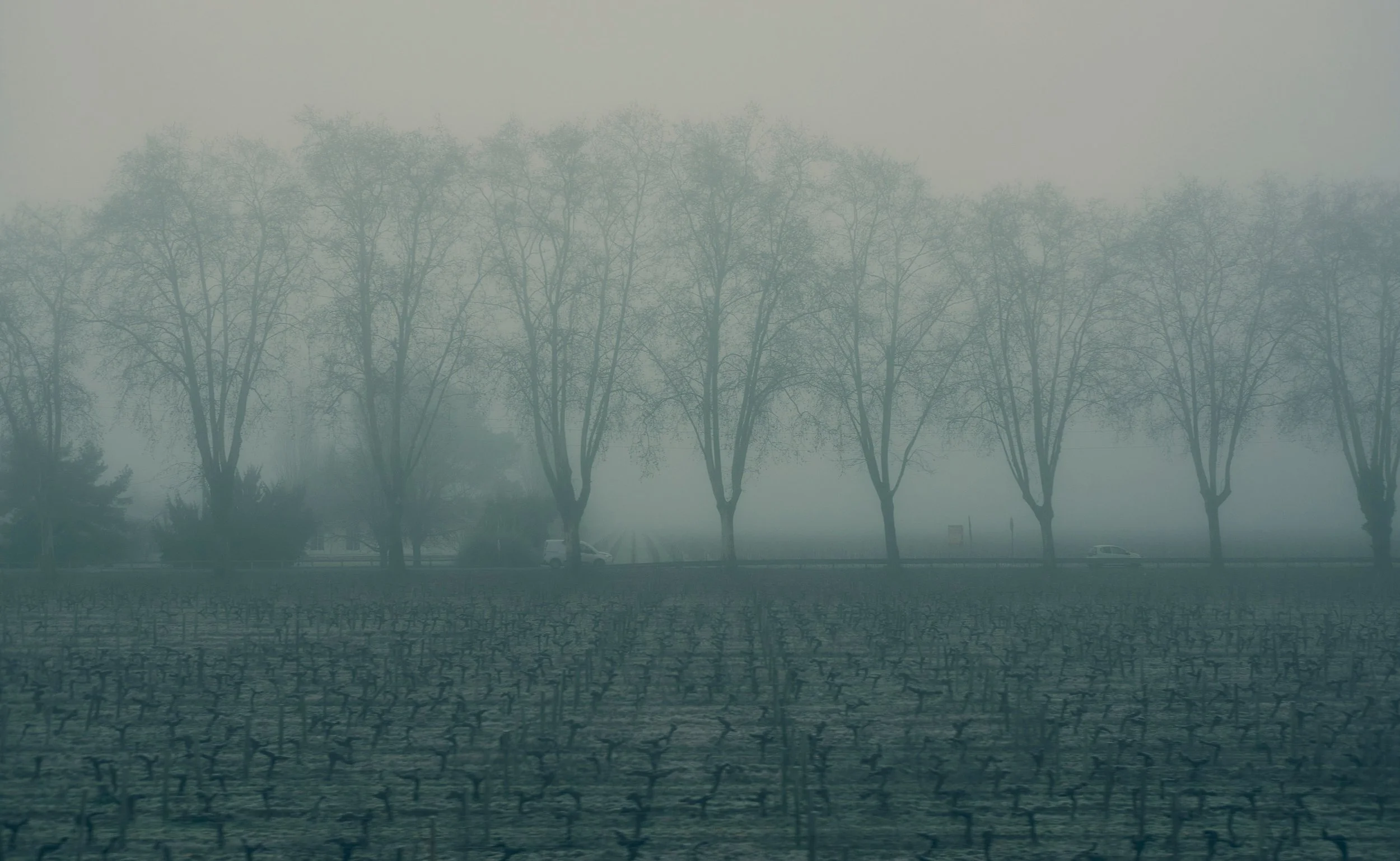Brume dense recouvrant des arbres nus dans un paysage rural, avec des voitures visibles au loin.
