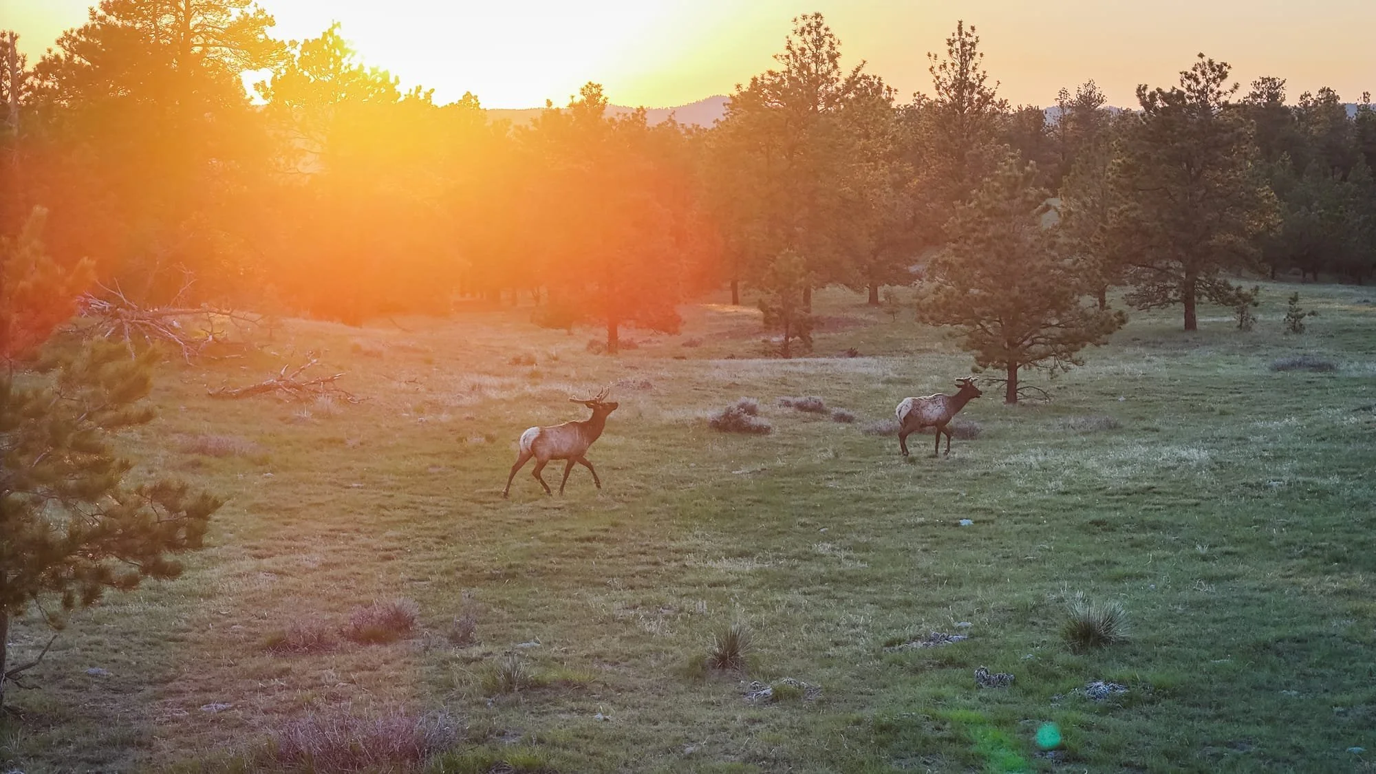 Two elk walking in a grassy field at sunset with trees and mountains in the background.