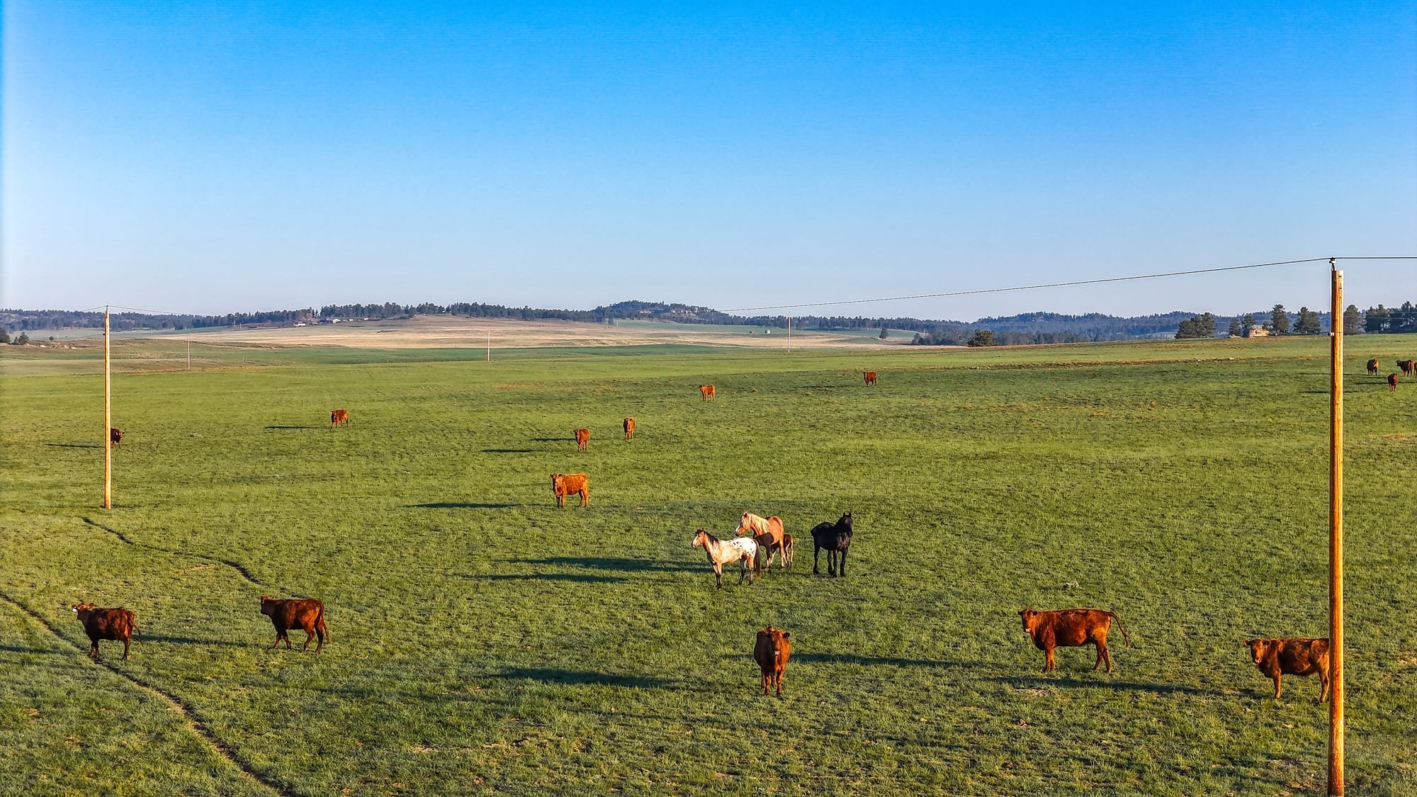A wide, open grassy field with scattered cows and horses, power poles, and distant hills under a clear blue sky.
