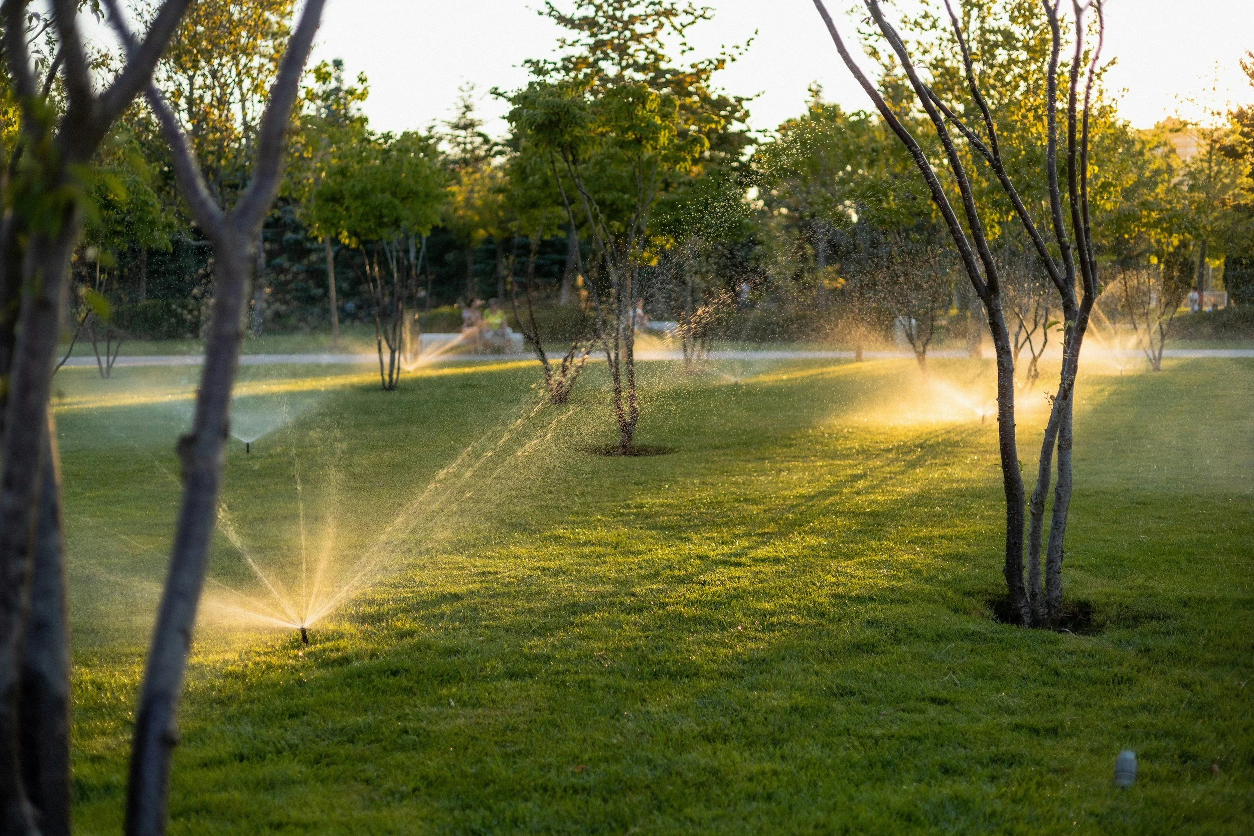 A park scene during sunset with multiple sprinklers watering the grass and trees, creating spray and mist illuminated by golden sunlight.