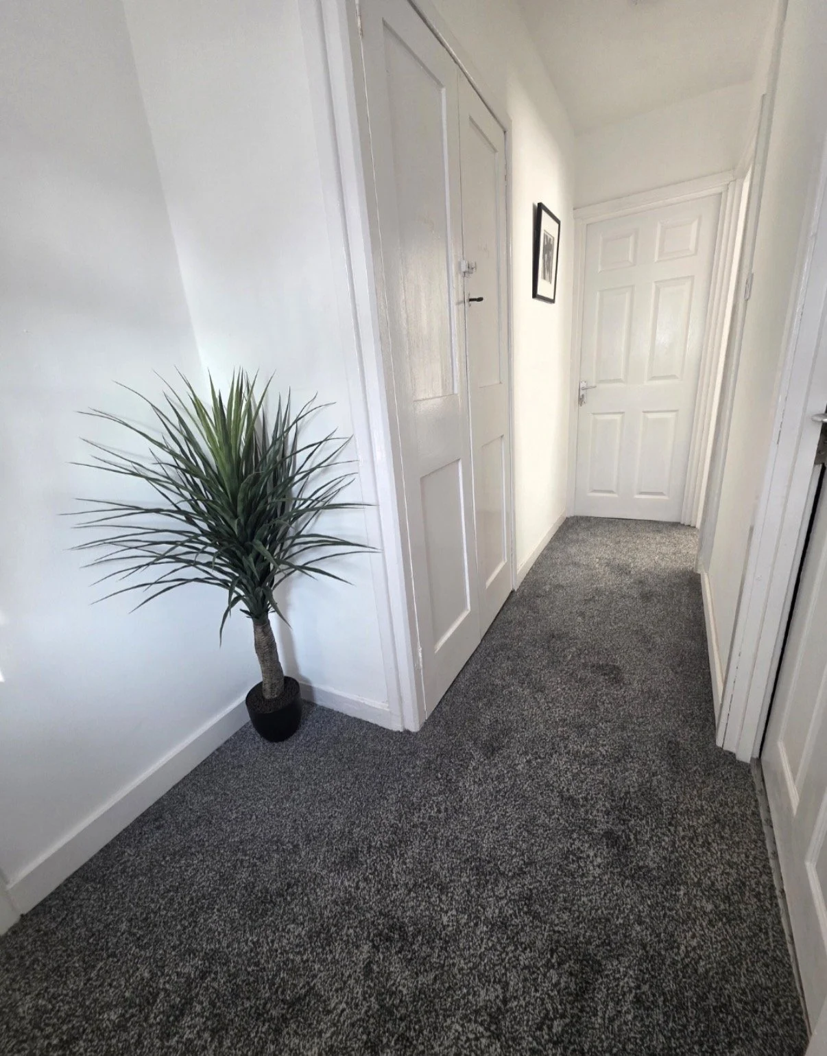 A hallway with white walls, gray carpet, a potted plant with long, narrow green leaves, and three closed white doors.