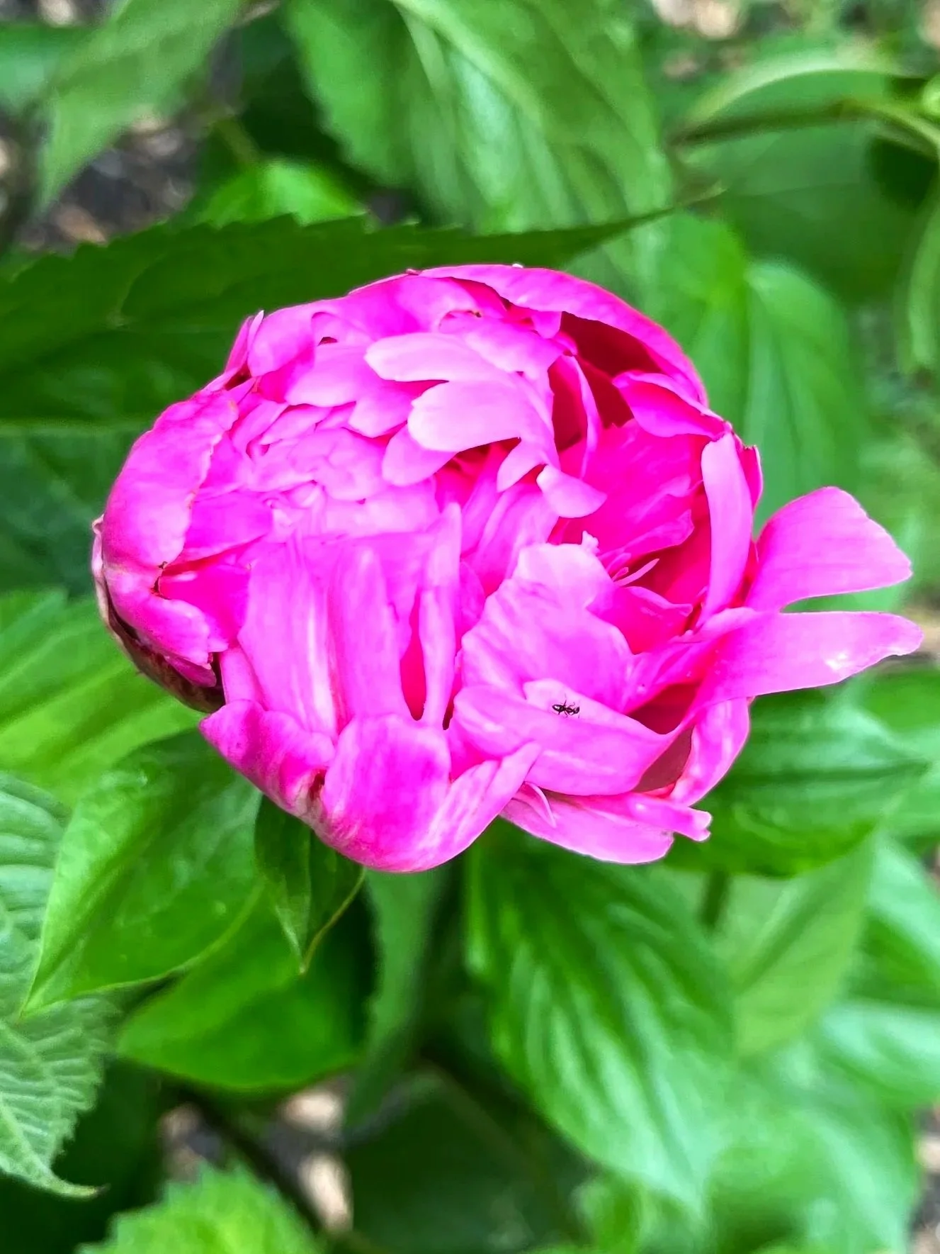 Peony starting to bloom