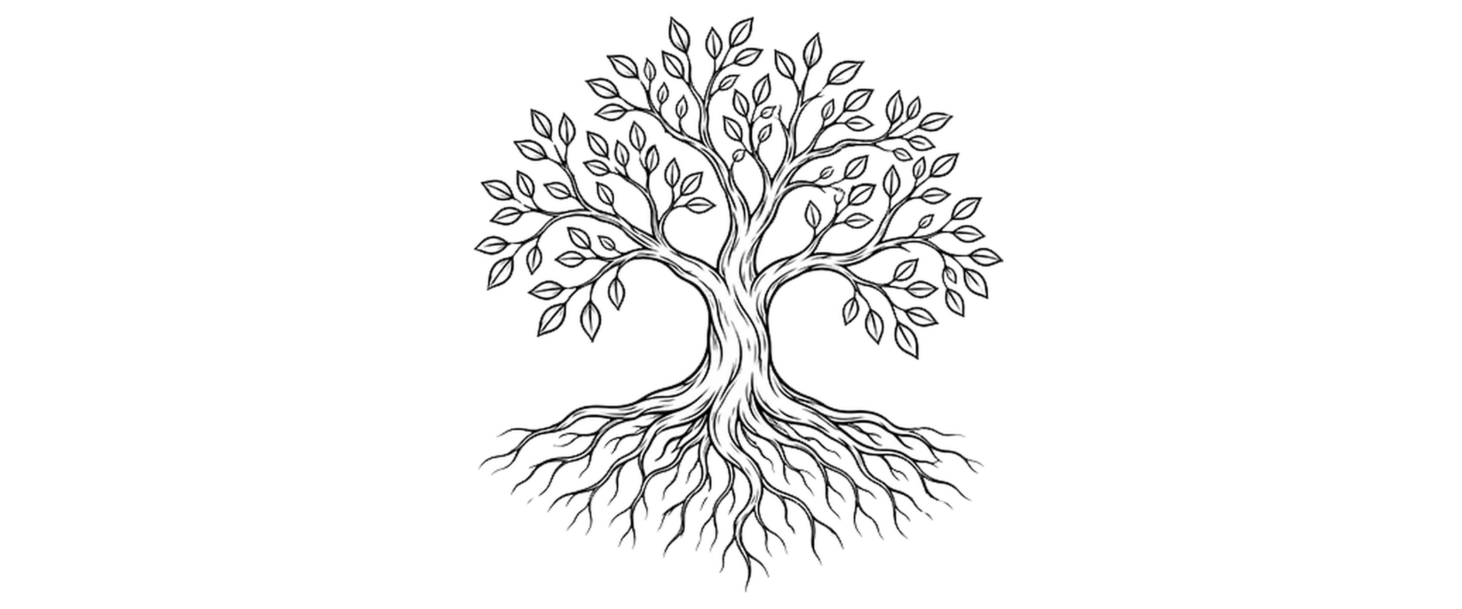 Line drawing of a tree with roots, trunk, branches, and leaves.