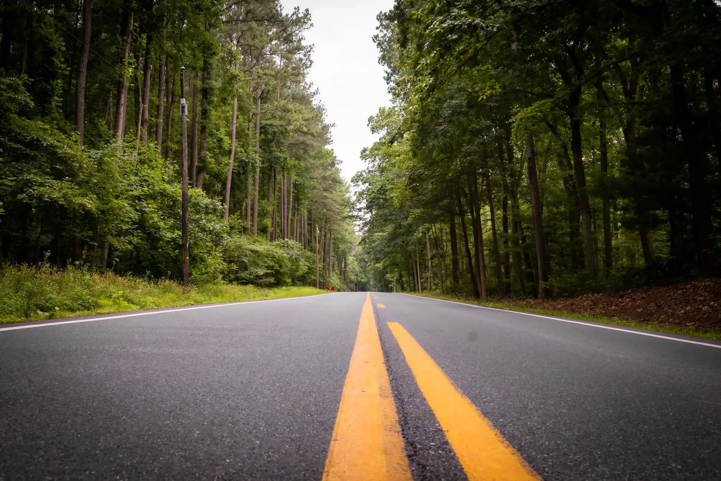 A tree-lined road curving through the countryside