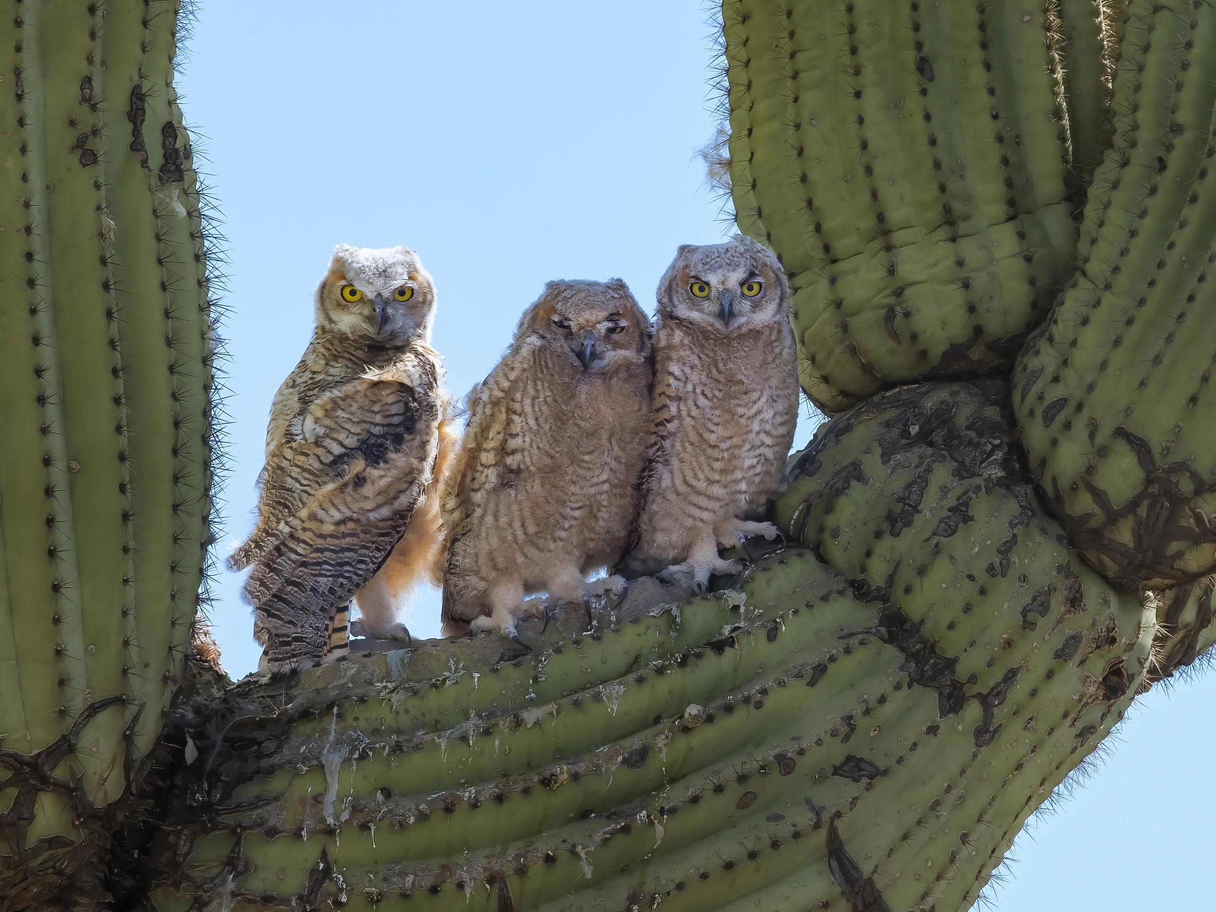 DSC_6421.JPG