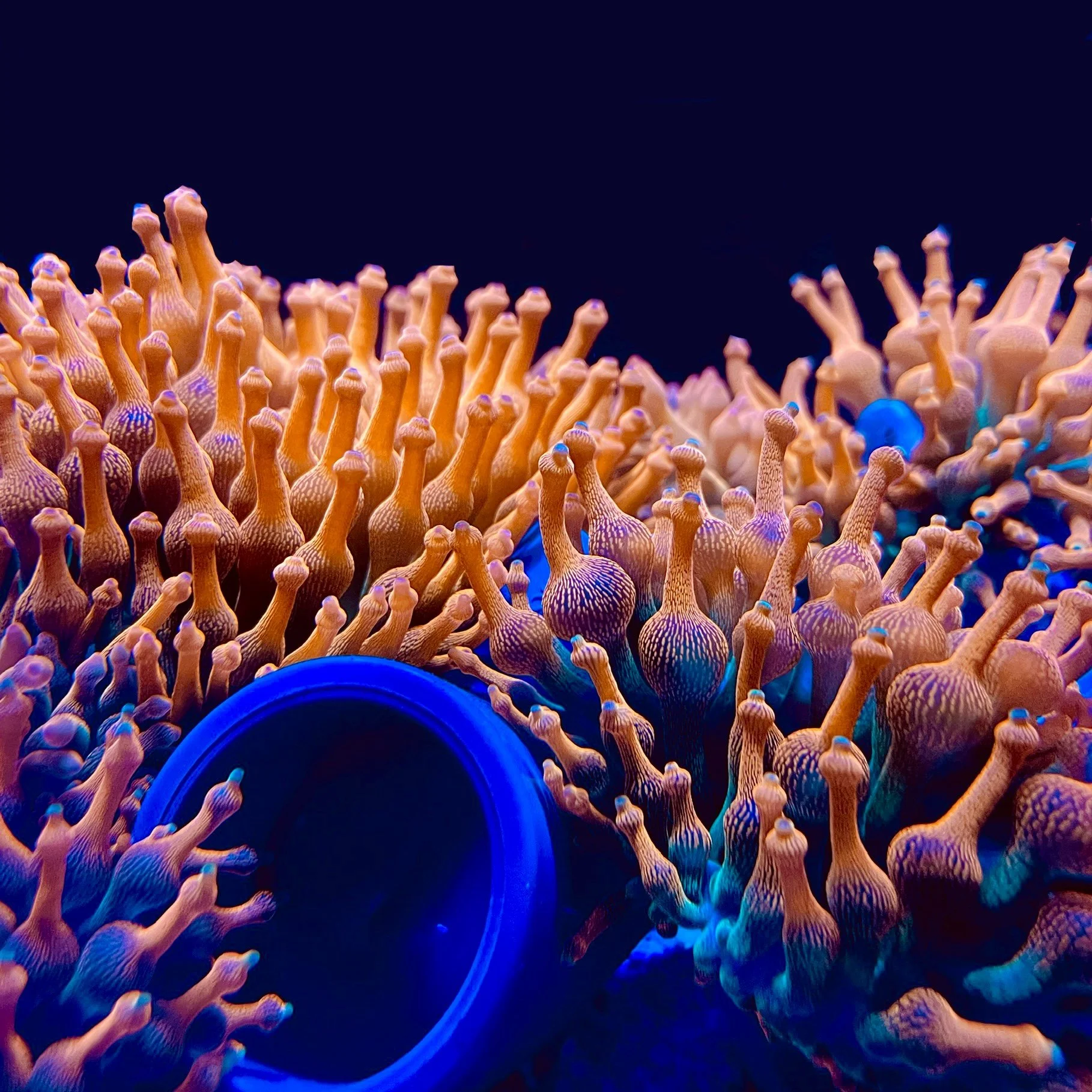 Close-up of colorful coral with a black background, illuminated by fluorescent lighting and containing a blue plastic cup.