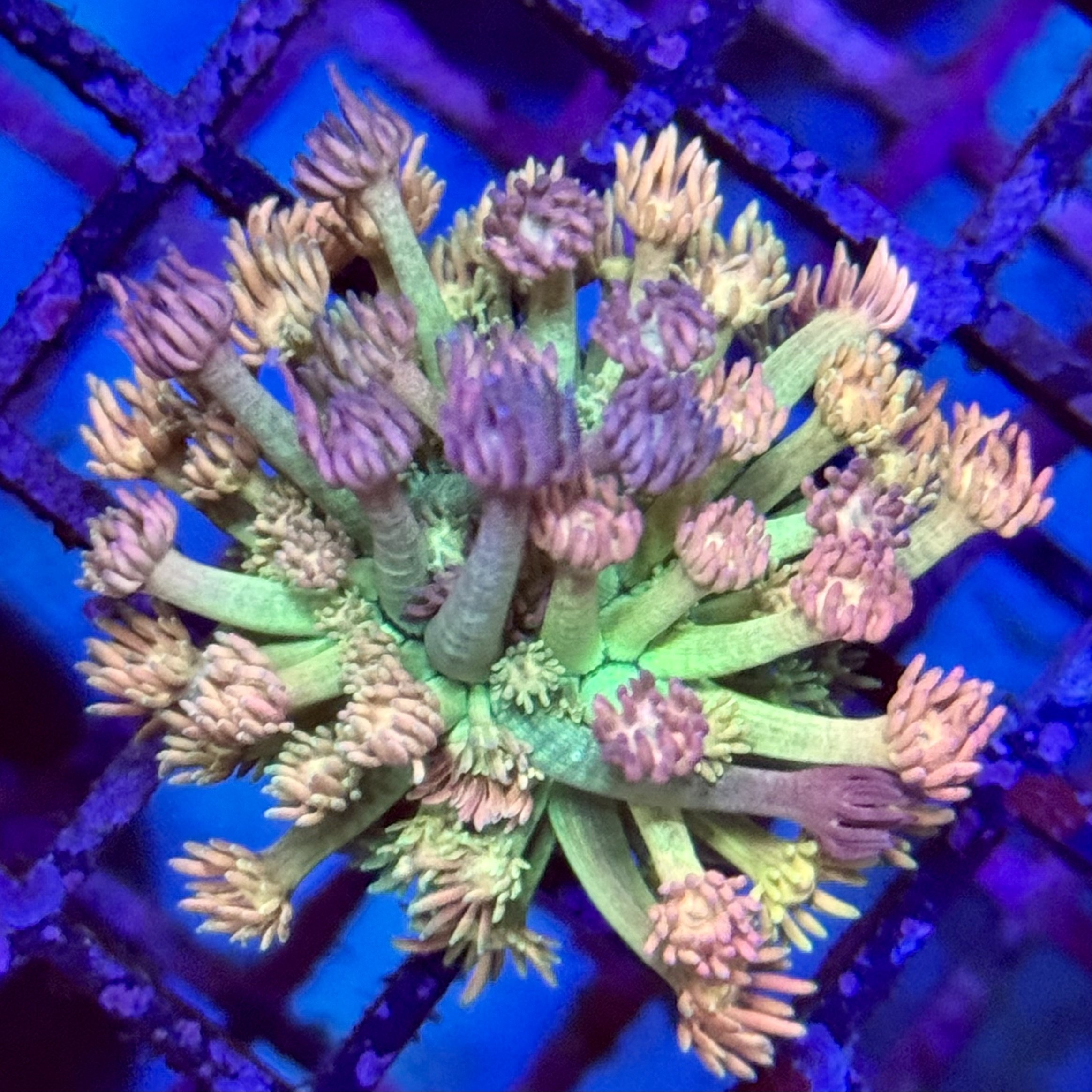 Close-up view of colorful coral under blue and green lighting.