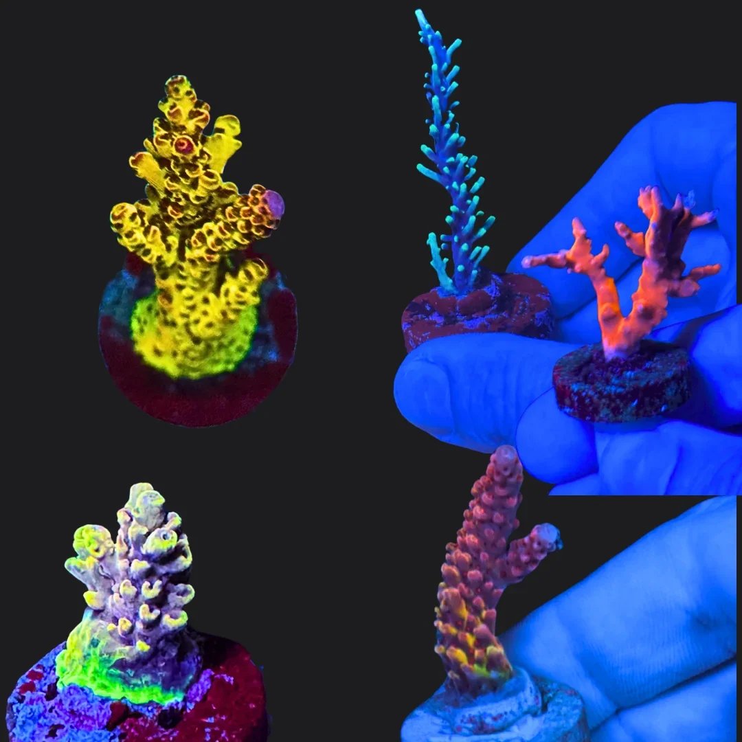 Fluorescent coral fragments under blacklight, showing vibrant colors like yellow, purple, blue, and orange, with some coral pieces placed on small bases and one held by a gloved hand.