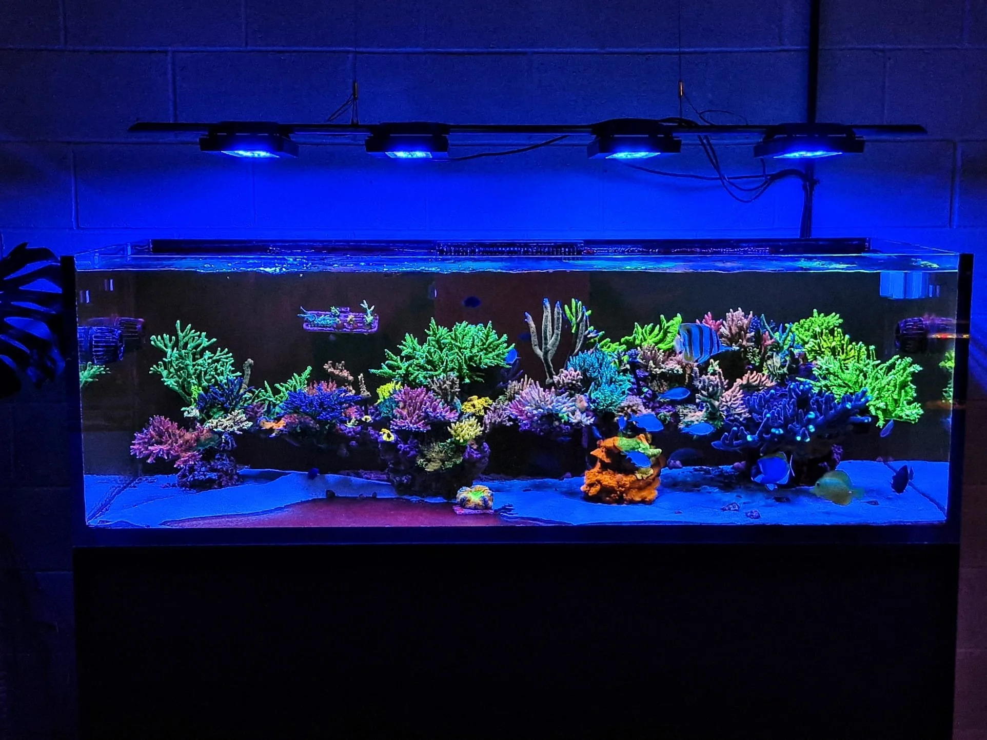 A brightly illuminated aquarium filled with colorful coral and various fish, lit by blue lighting in a dark room.
