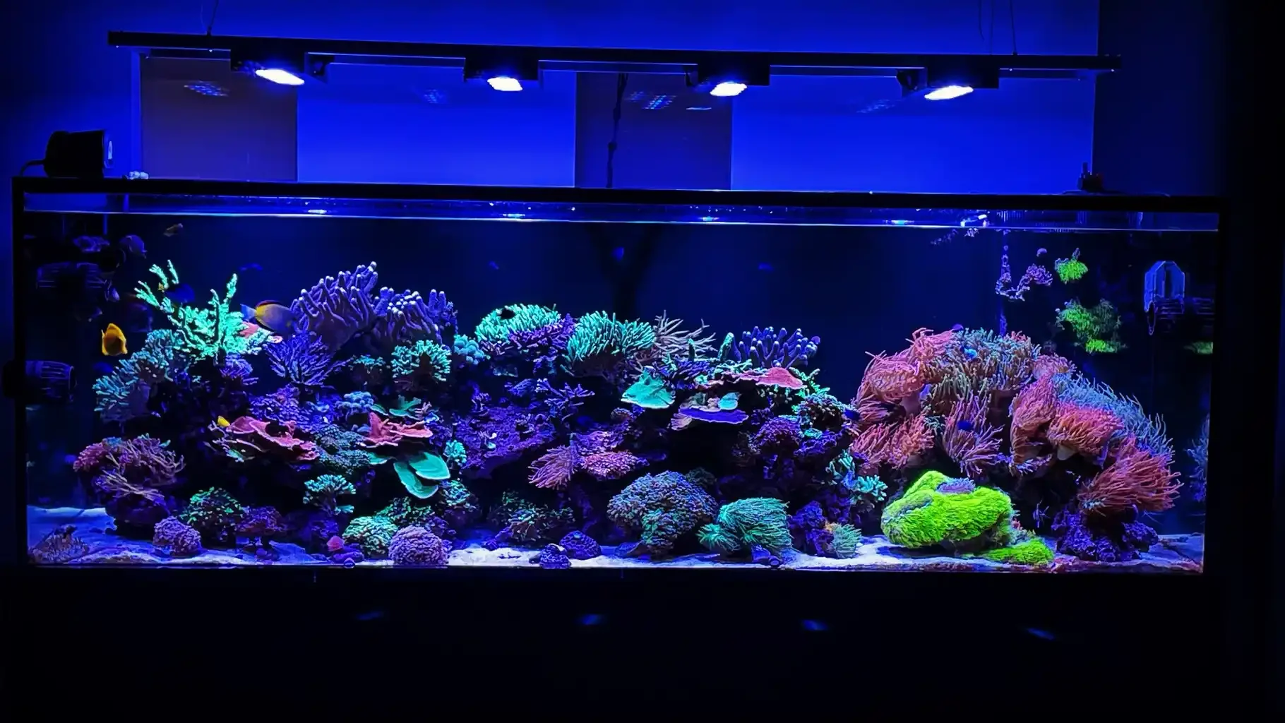 Colorful saltwater aquarium with various coral and fish, illuminated by blue light.