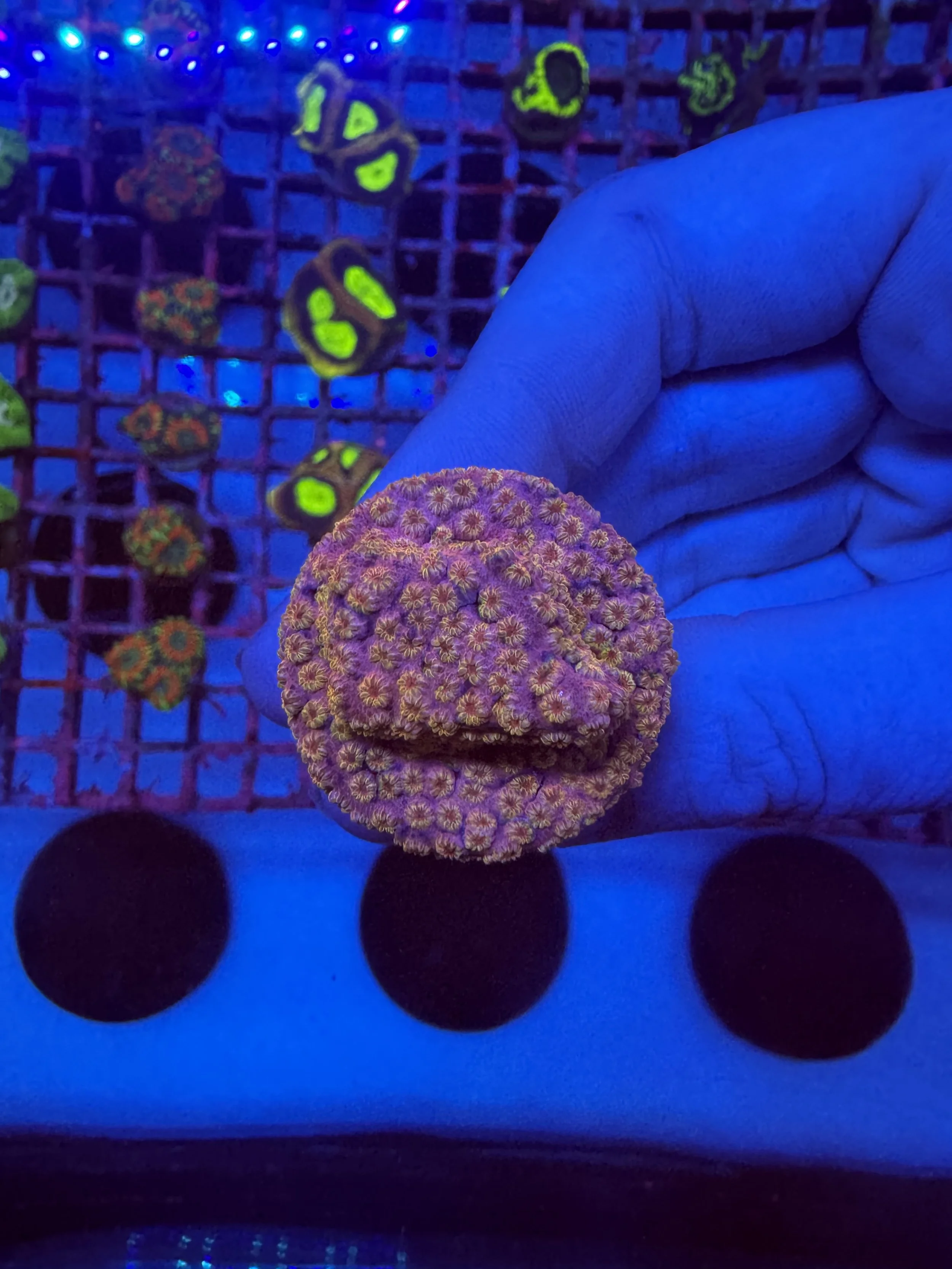 Close-up of a person's hand holding a vibrant pink and yellow coral under blue UV light, with small round holes in the foreground and a grid-like background with green and purple corals.