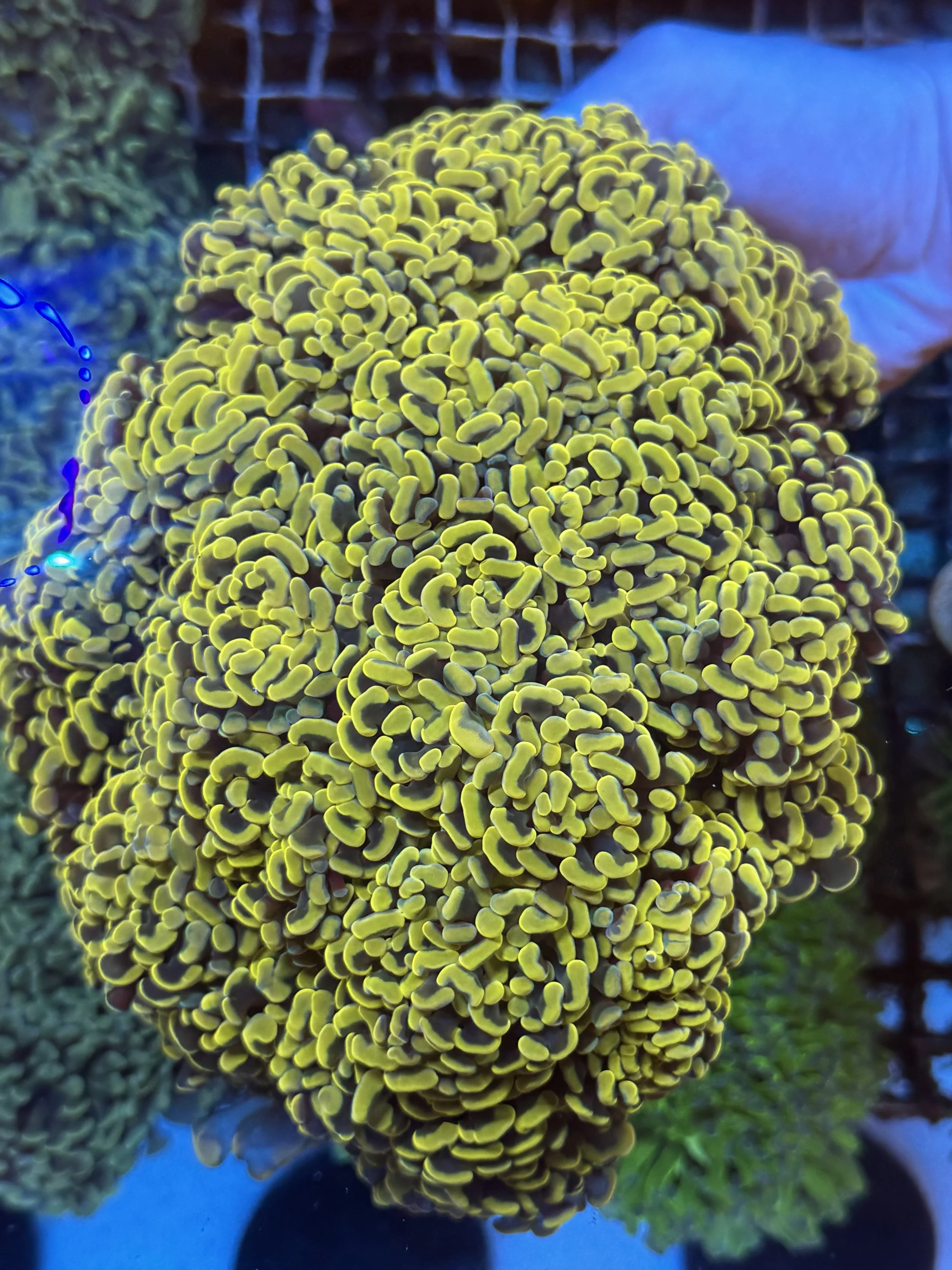 Close-up of a yellow and green coral with a textured surface under water, with some green and purple corals in the background.