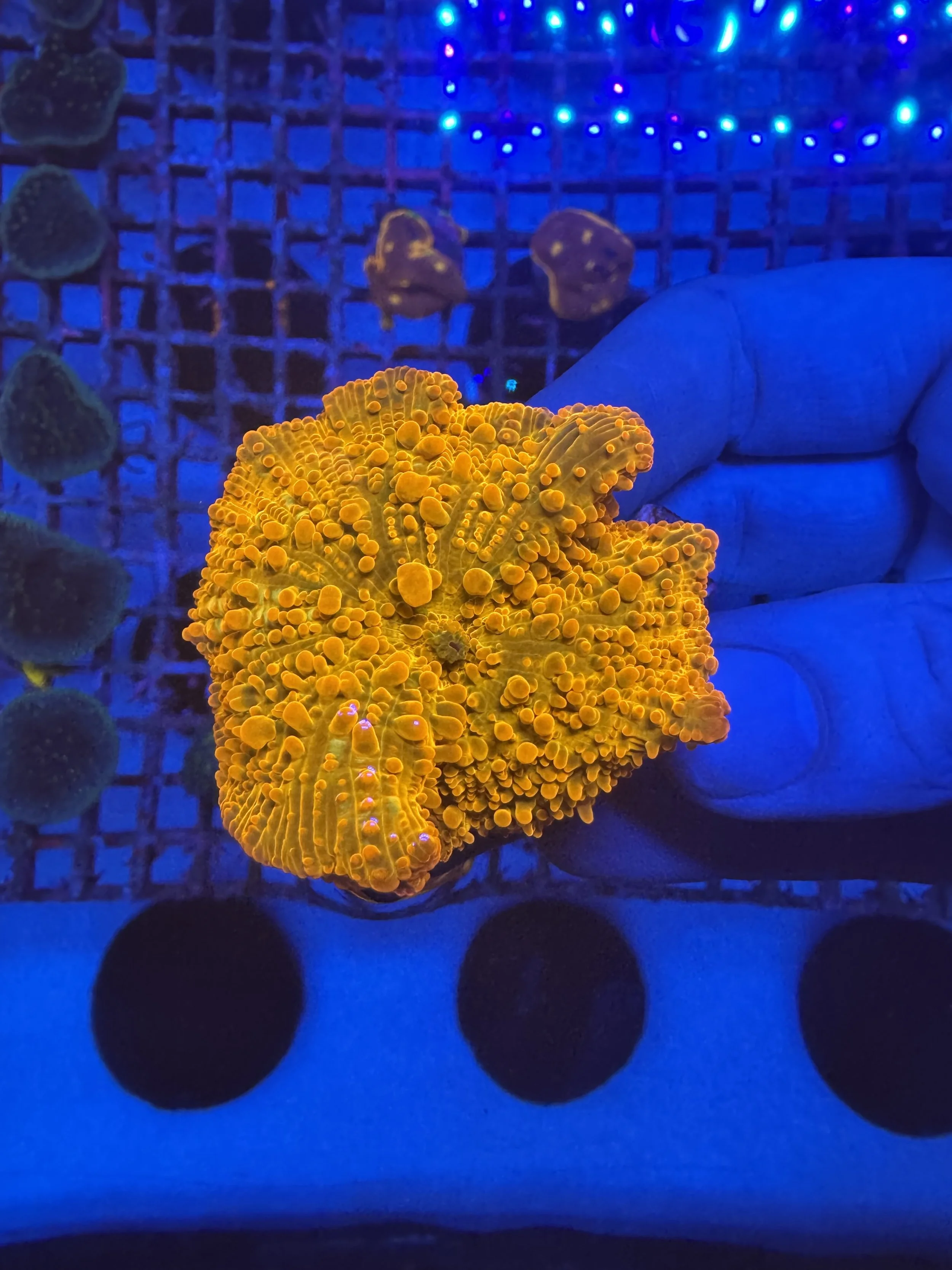 Close-up of a yellow coral in an aquarium illuminated by blue lighting, with a person's hand reaching in to touch or hold it.