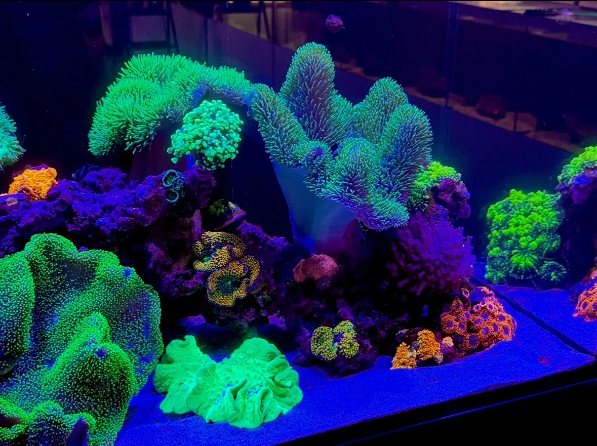 Soft Coral Dominant Display 