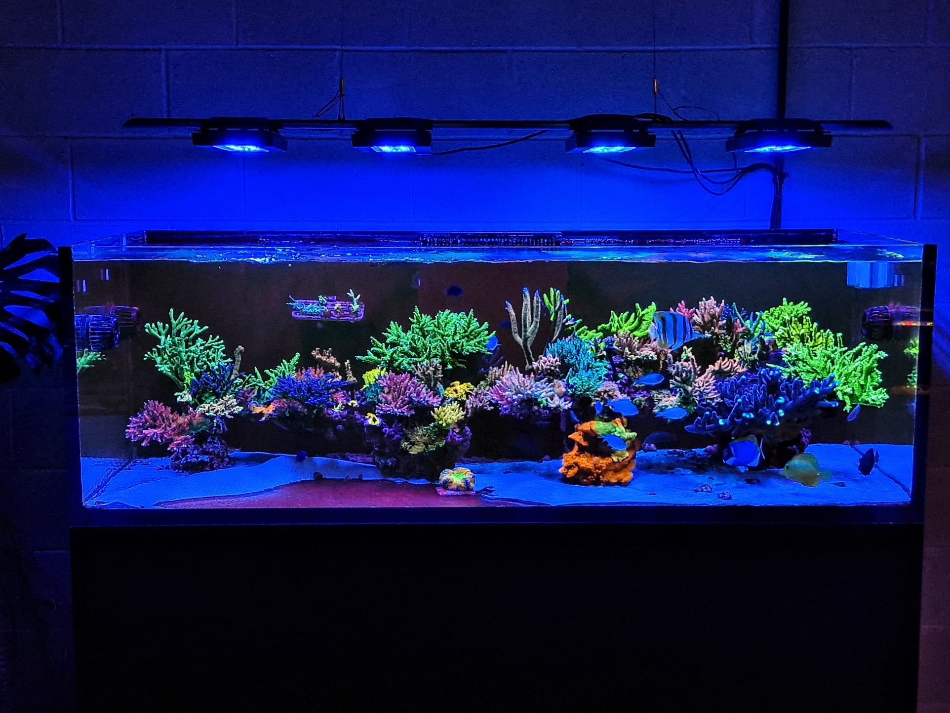 A large aquarium with colorful coral and tropical fish illuminated by blue lights.