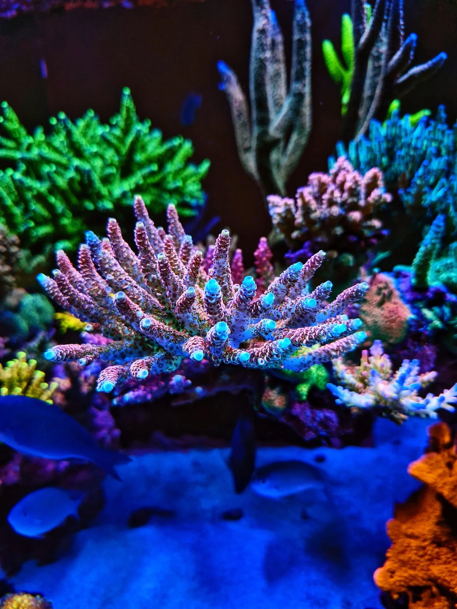 Colorful coral reef in a dark underwater scene with fish swimming around.