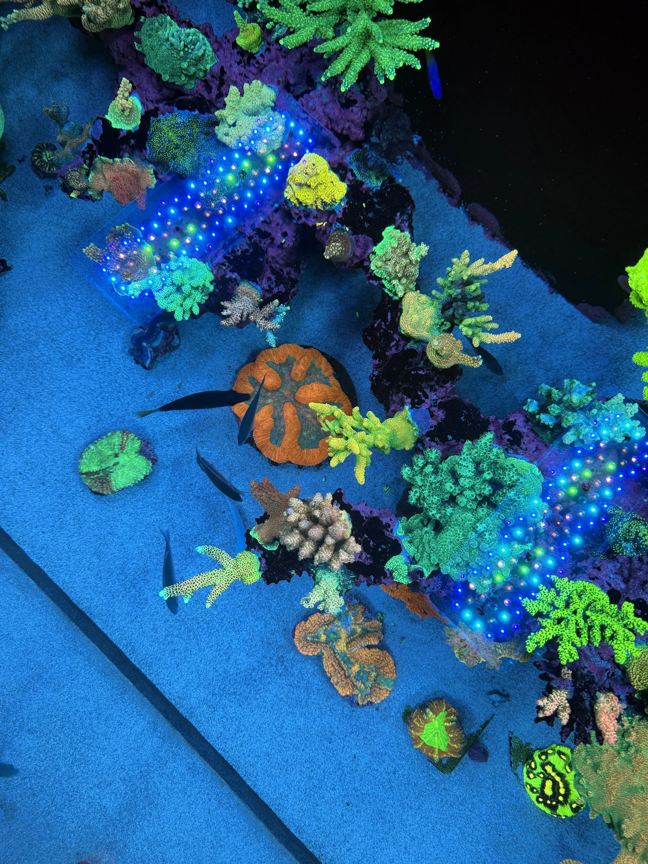 Colorful coral reef with various types of coral and small fish under black light, highlighting fluorescent colors.