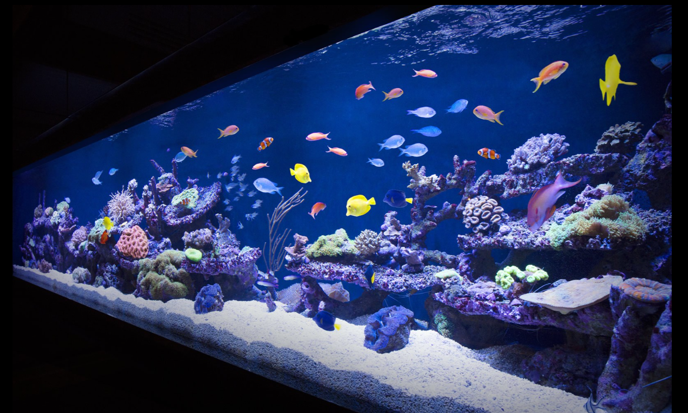 Private aquarium in London