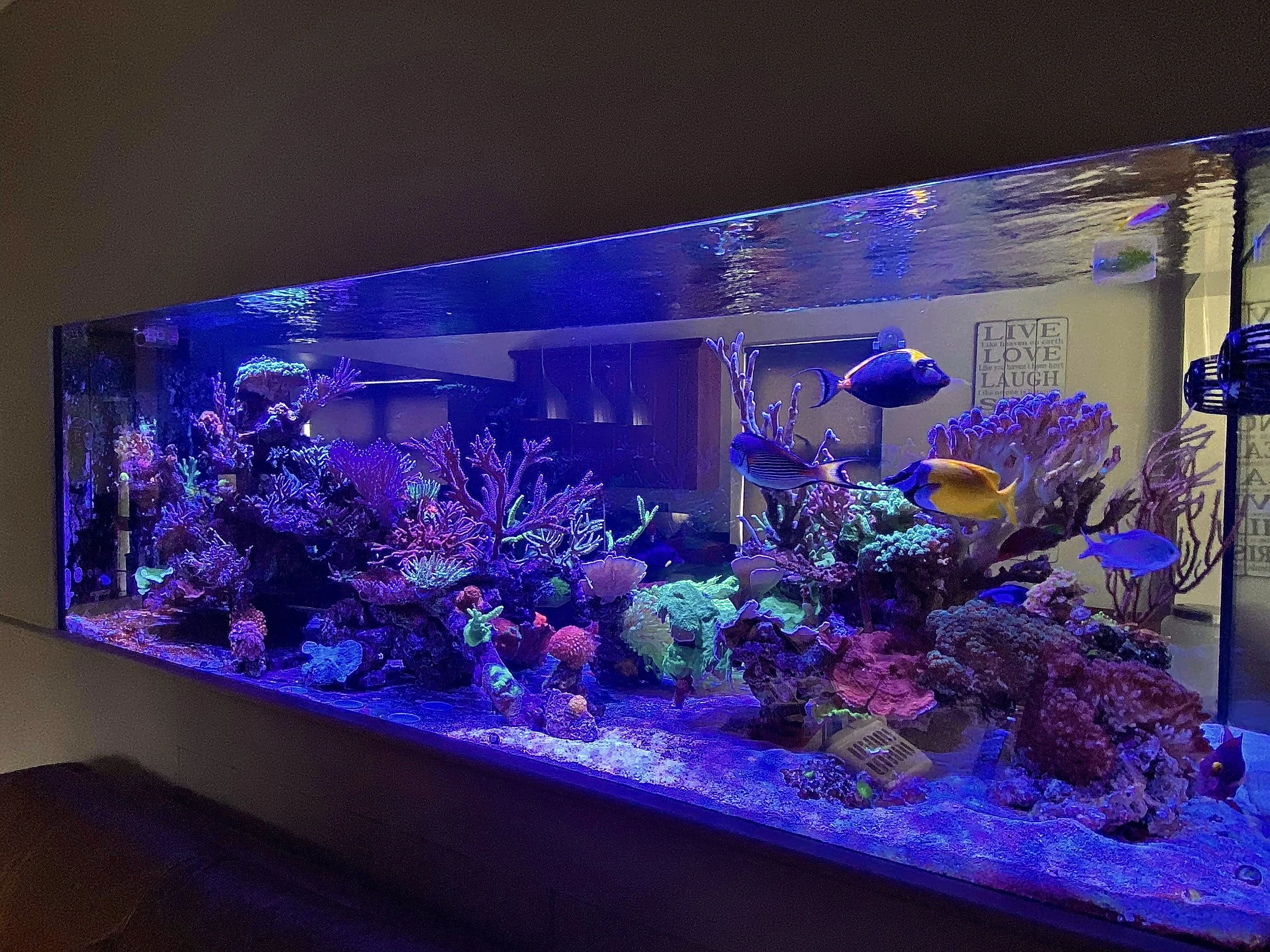 A large aquarium with colorful coral and tropical fish illuminated by blue and purple lights.