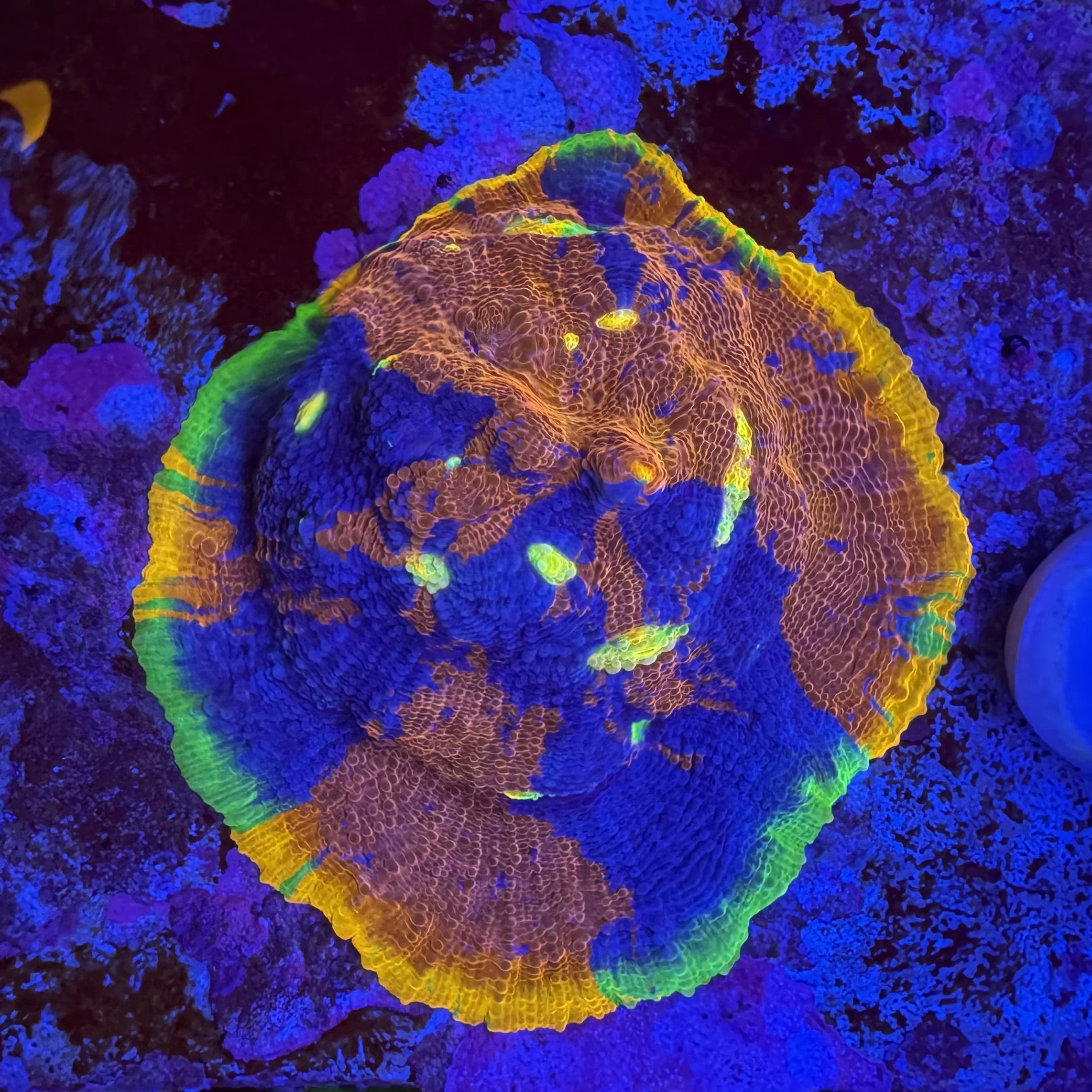 Close-up of a brightly colored coral under blue lighting, showcasing vibrant orange, yellow, green, and purple hues.