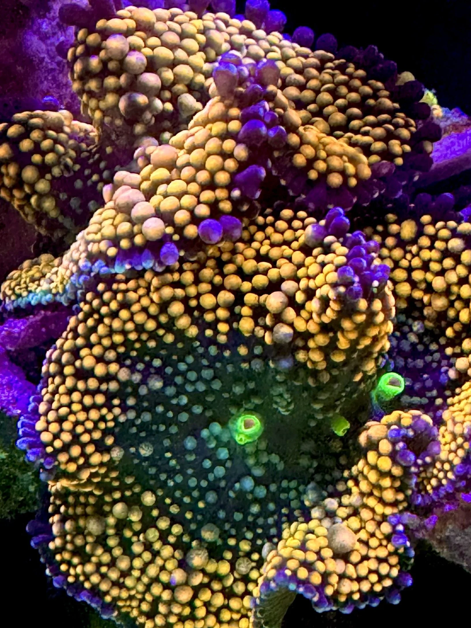 Close-up of a colorful coral reef with yellow, purple, and green hues, illuminated by vibrant lighting.