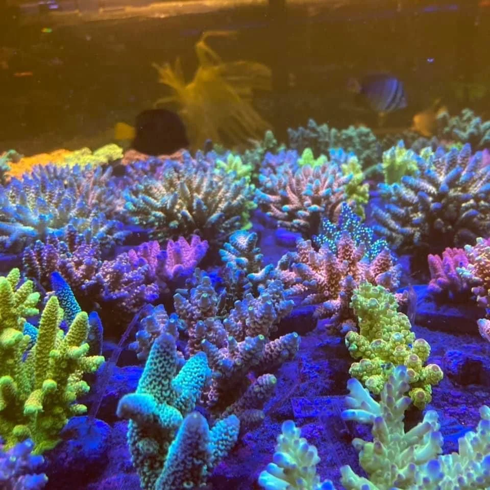 Colorful coral reef under water with fish swimming above.