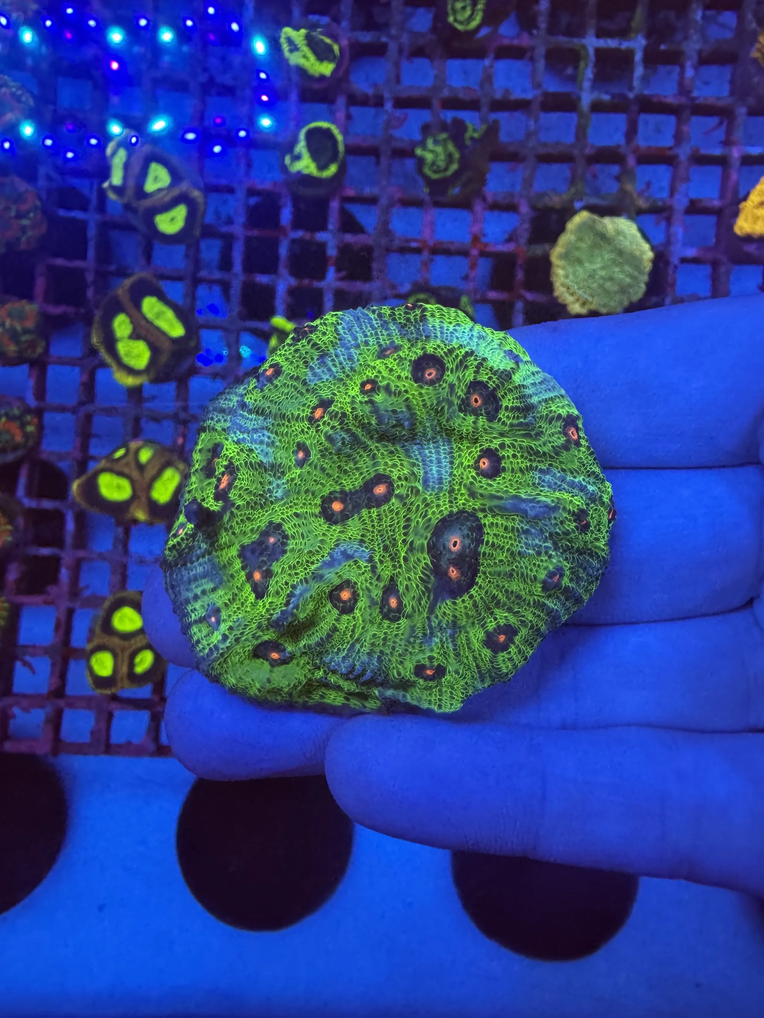 A glowing green coral under blacklight with blue background and purple grid, resting on a person's knee.