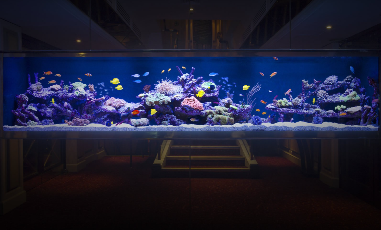 Large aquarium filled with colorful coral and tropical fish.