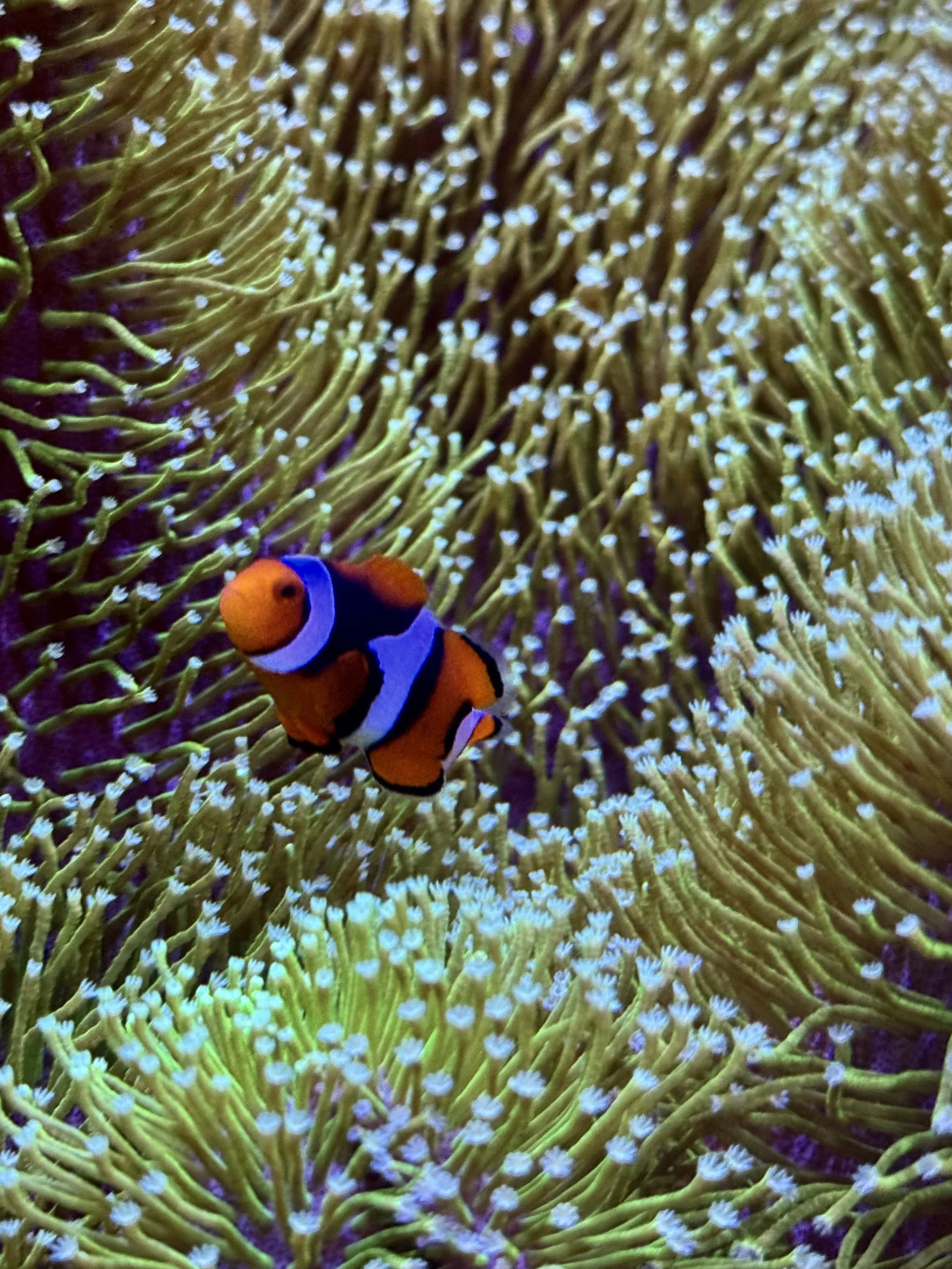 Close-up of a clownfish swimming among the tentacles of a sea anemone.