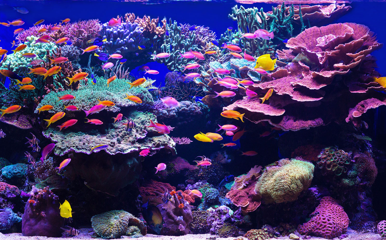 Colorful coral reef with various types of corals and numerous small, brightly colored fish swimming around.